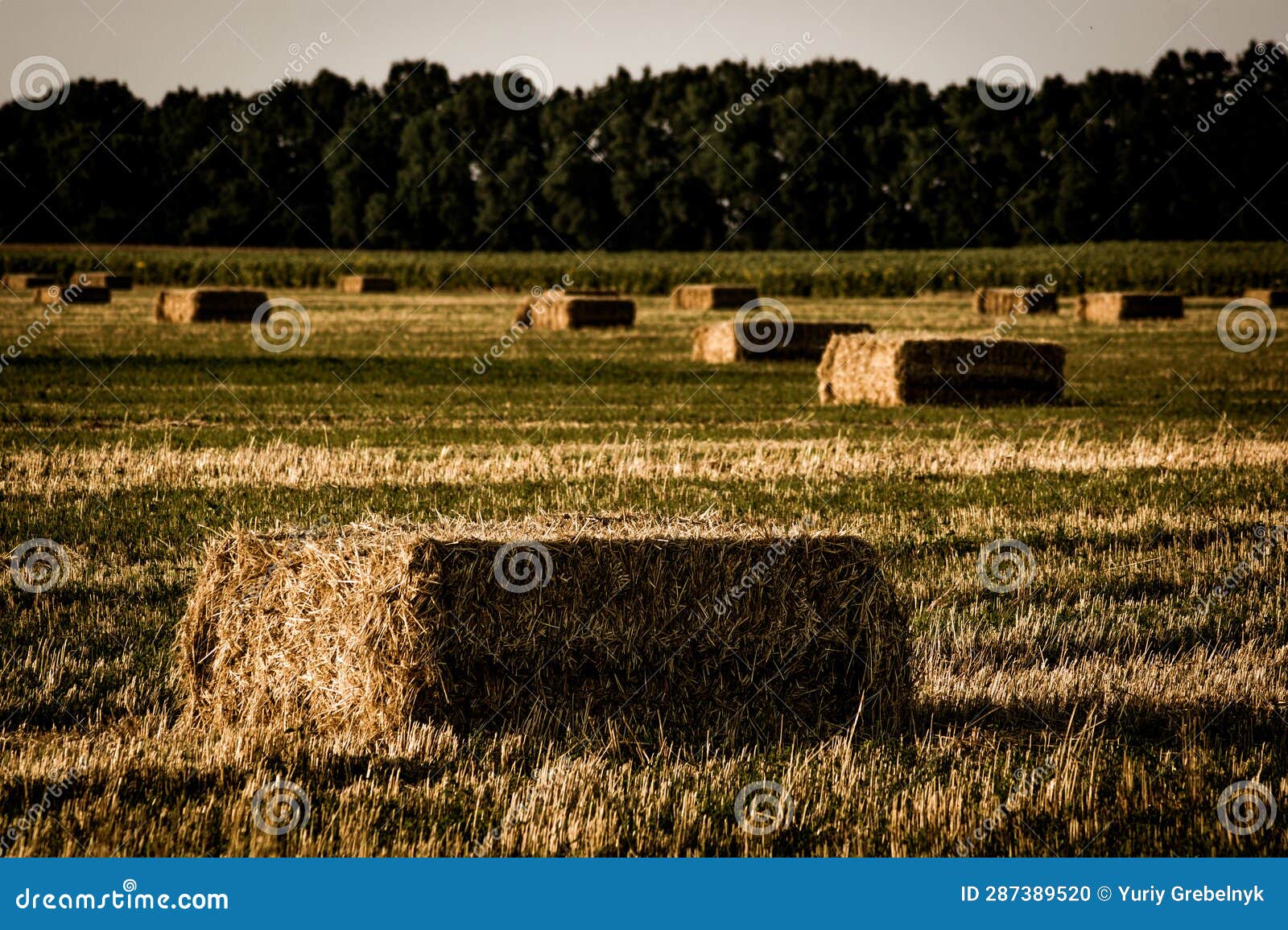 Sheaves stock photo. Image of grass, sunlight, nature 287389520