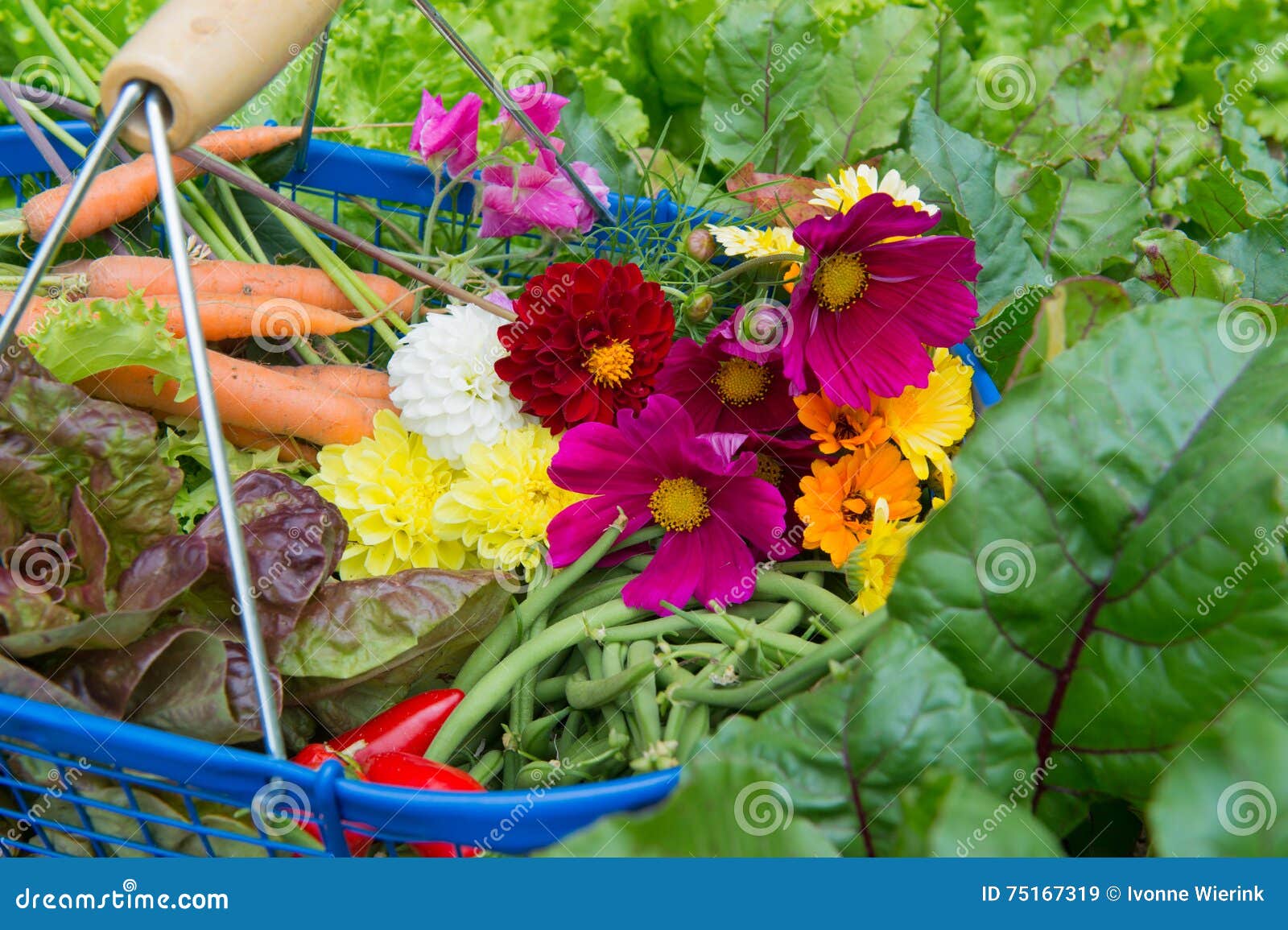 harvest from the vegetal garden