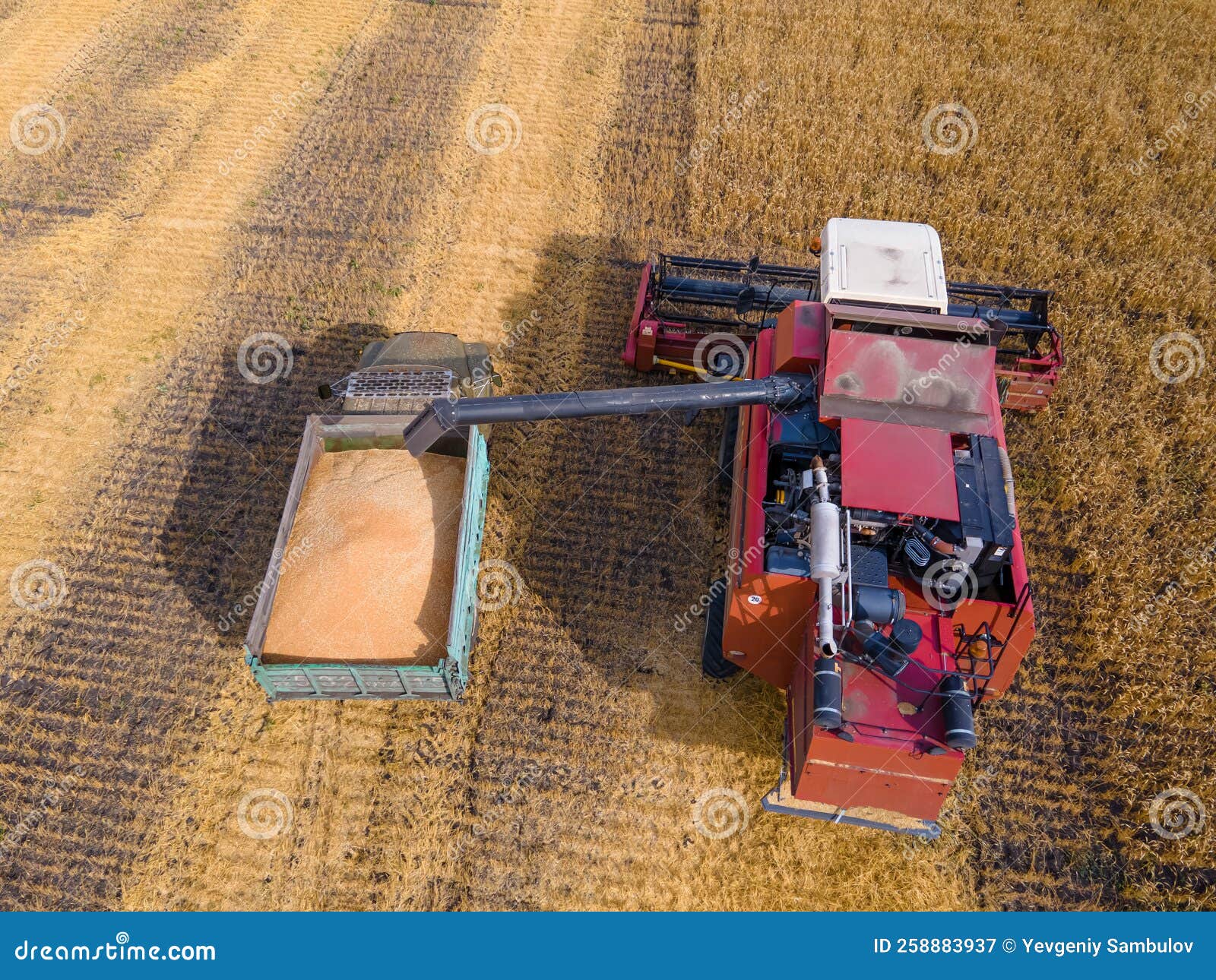 harvest wheat grain and crop aerial view.harvesting wheat,oats, barley in fields,ranches and farmlands.combines mow in the field.