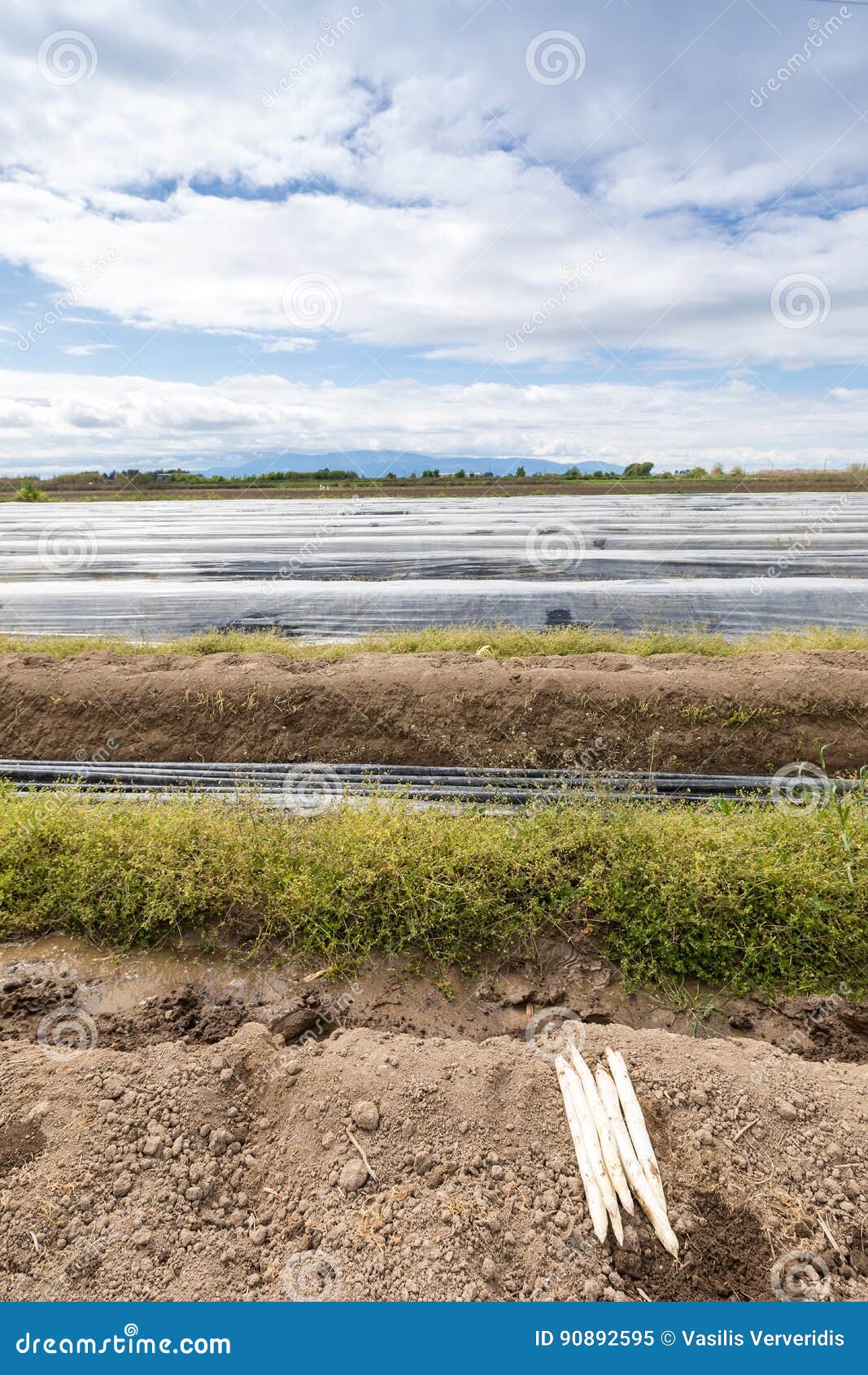 Harvest White Asparagus from the Field Stock Image Image of harvest