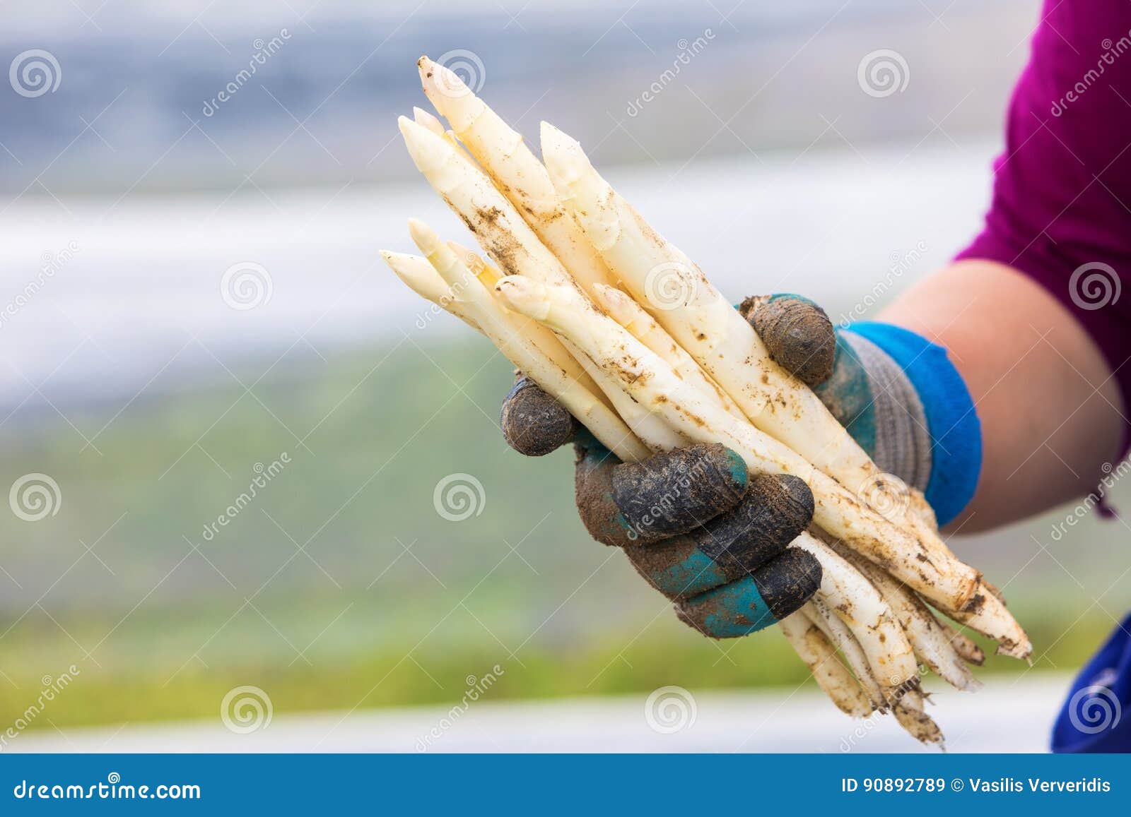Harvest White Asparagus from the Field Stock Image Image of employee