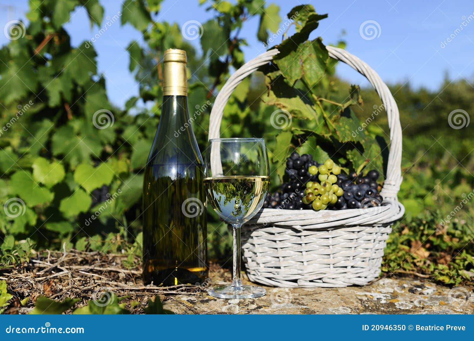 Harvest and wine stock photo. Image of isolated, grapevine 20946350