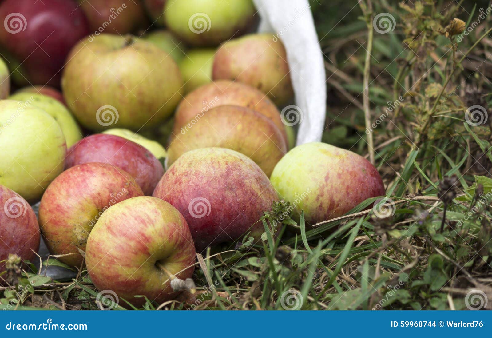 Harvested apples stock photo. Image of food, close, botany 59968744