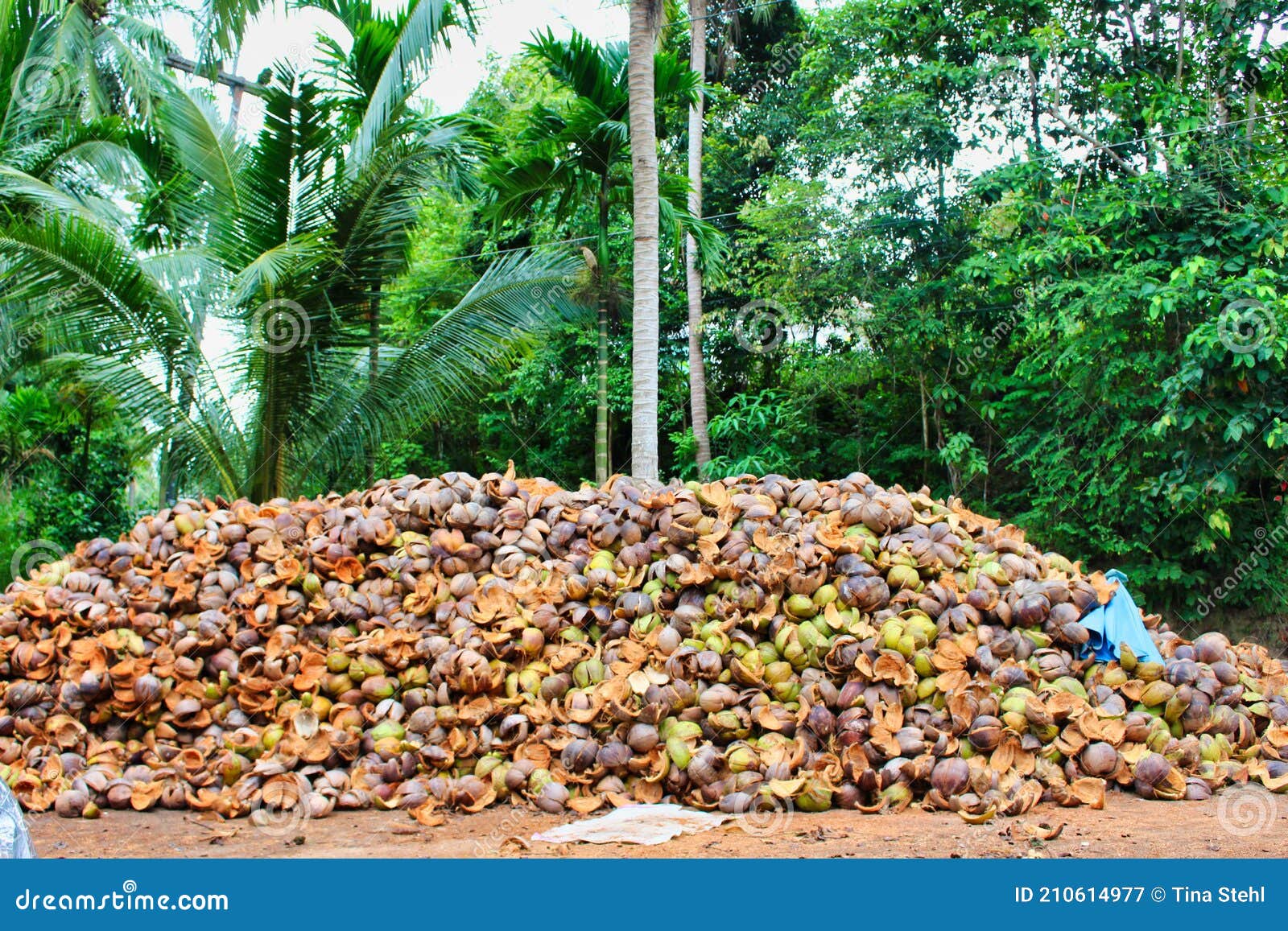 Harvested Coconuts Industry Brown Coconut Water Oil Stock Image Image