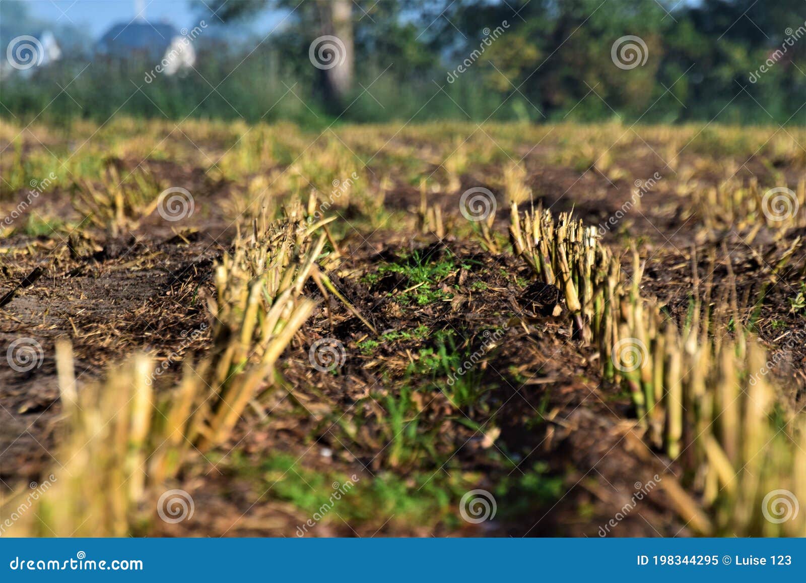 harvested corn field as a close-up with trees in the background