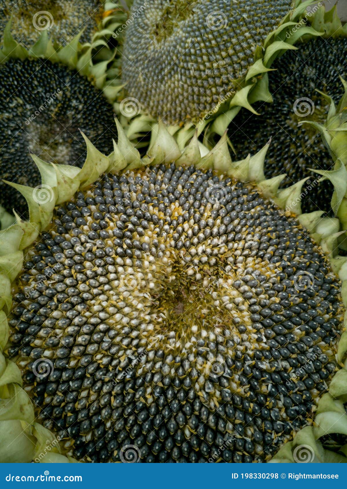 Harvested Cut of Sunflower Heads Full of Seeds Ready To Be Dried Stock ...
