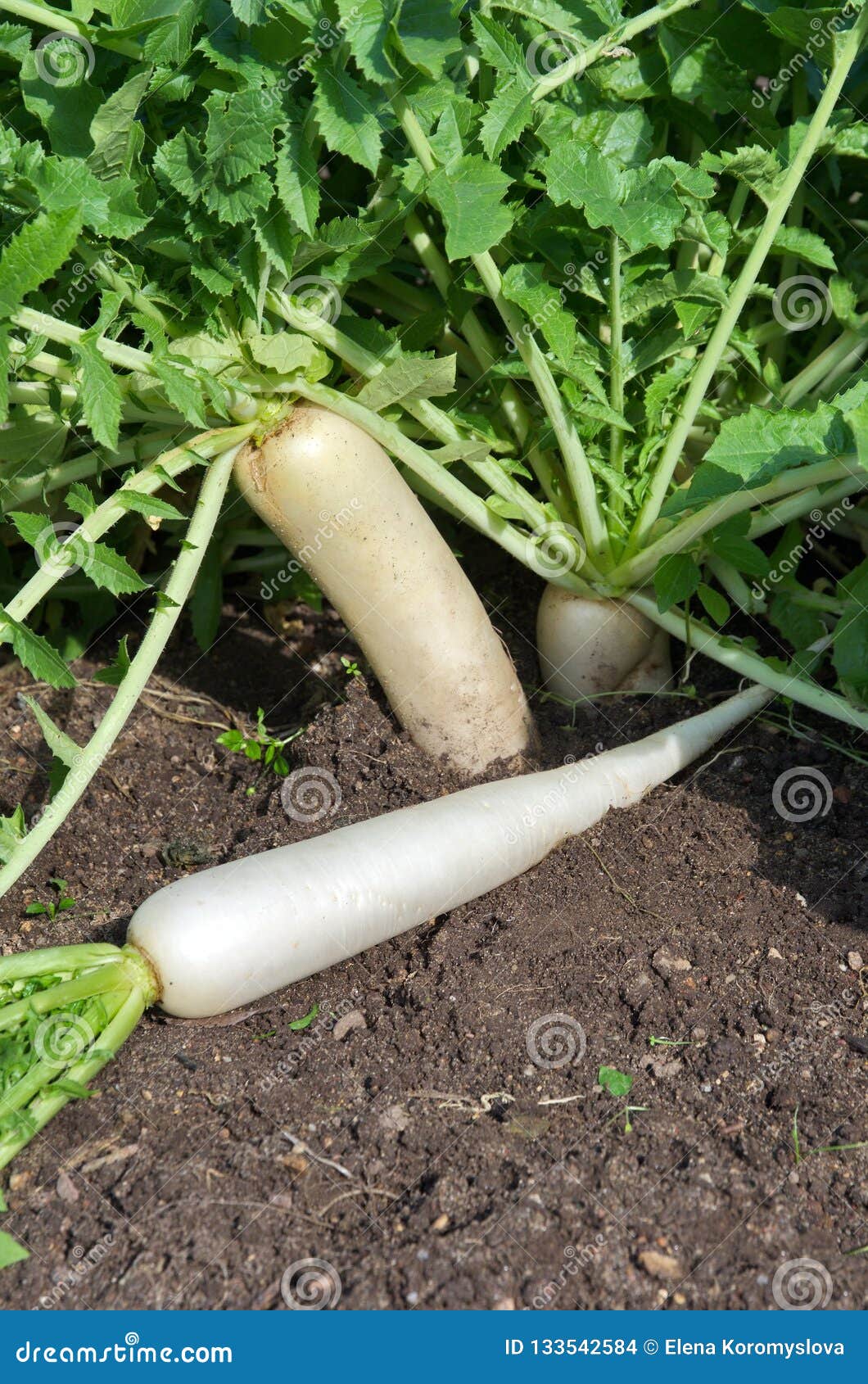 Daikon Radish Growing in the Garden Stock Photo Image of farm, garden