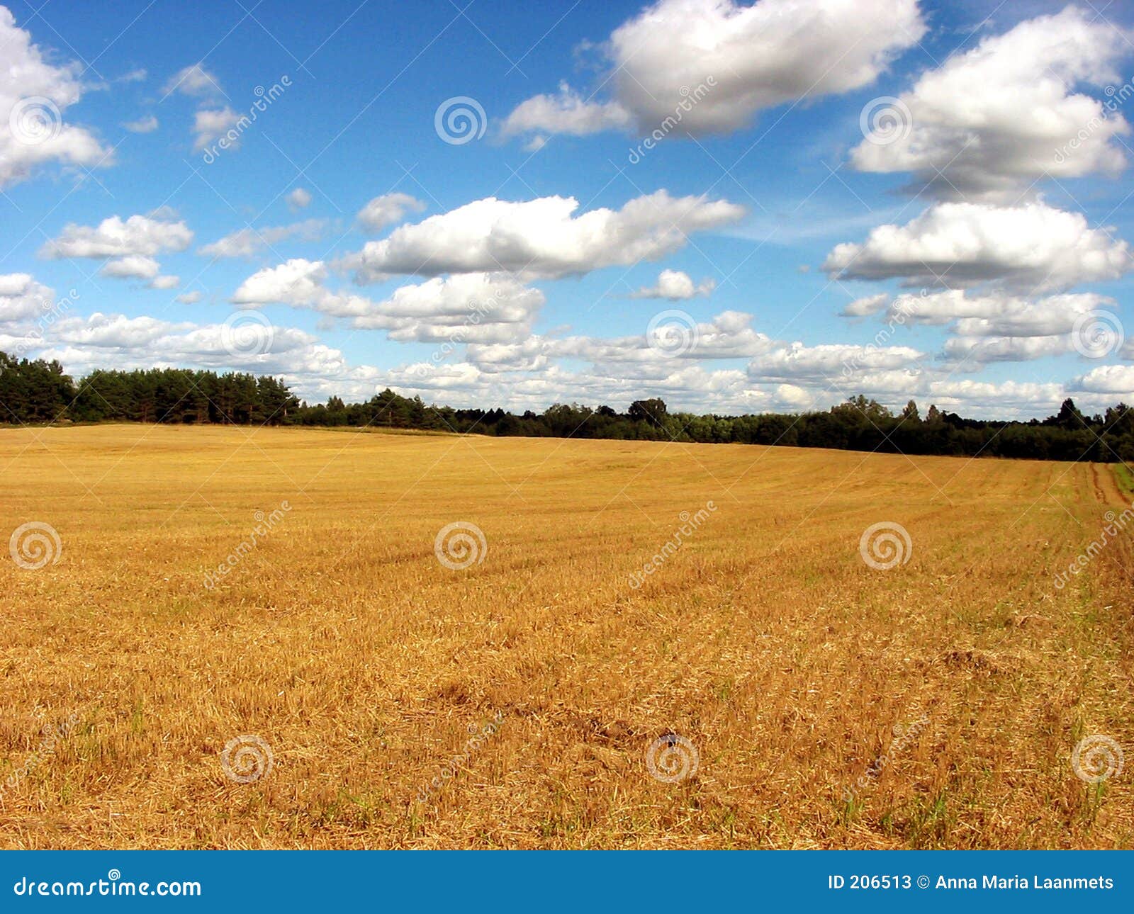 harvested field