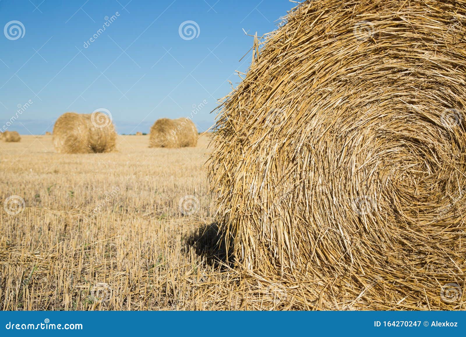 136 Background Bundles Dry Yellow Grass Stock Photos - Free & Royalty-Free  Stock Photos from Dreamstime