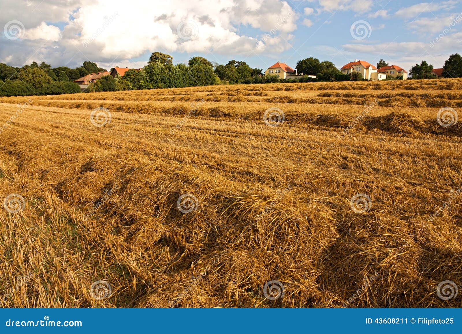 Harvested field stock image. Image of environment, growth 43608211