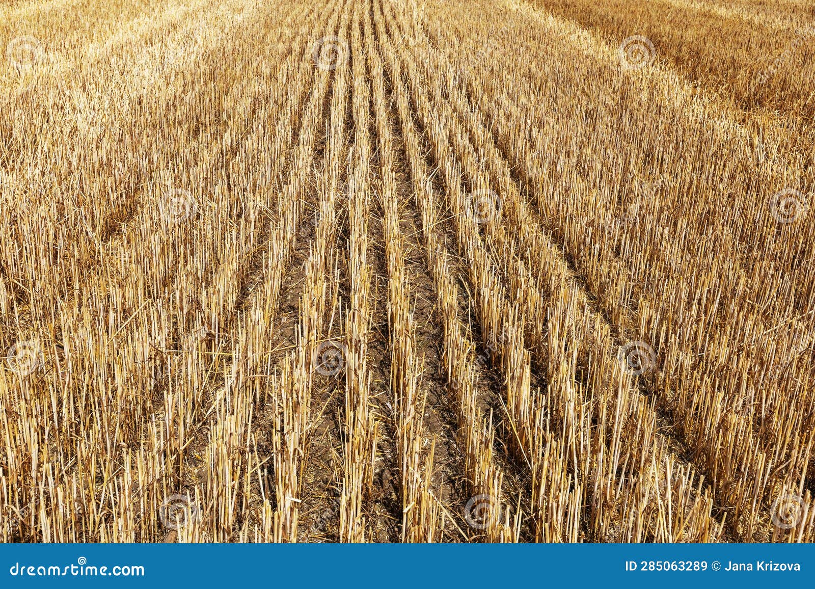 A Harvested Field from Rye and on it a Stubble of Straw and Tracks from
