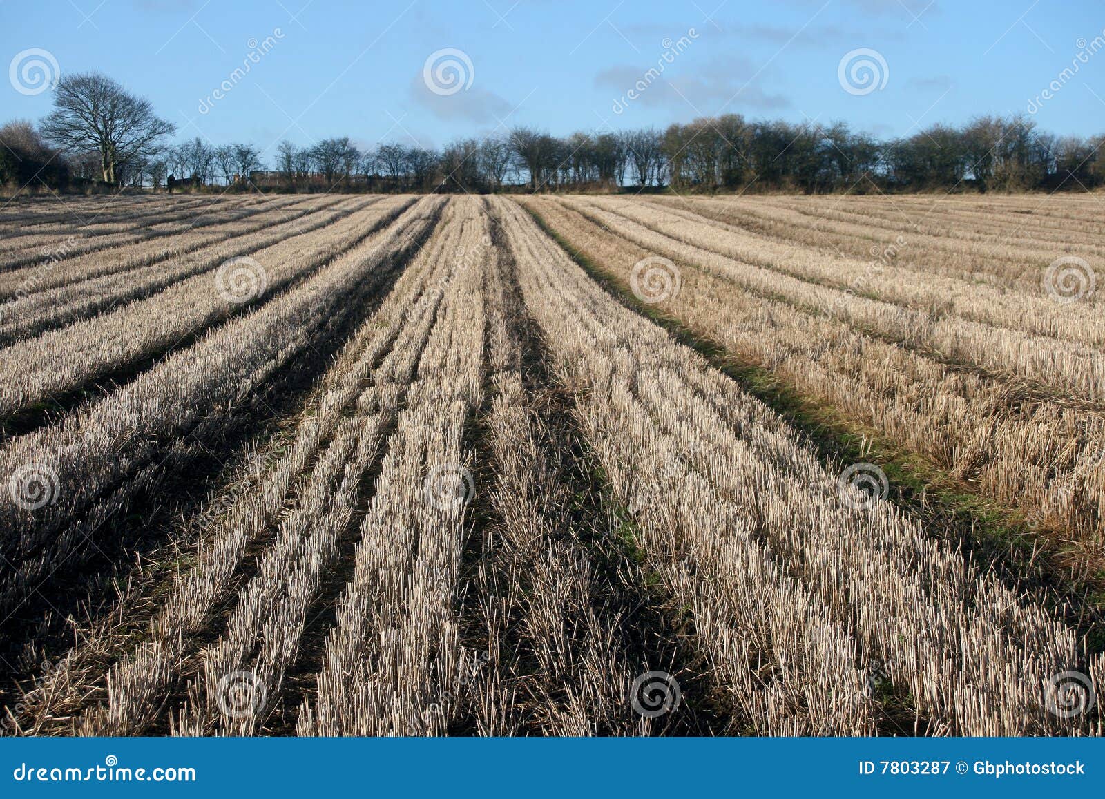 Harvested field in winter stock image. Image of trees 7803287