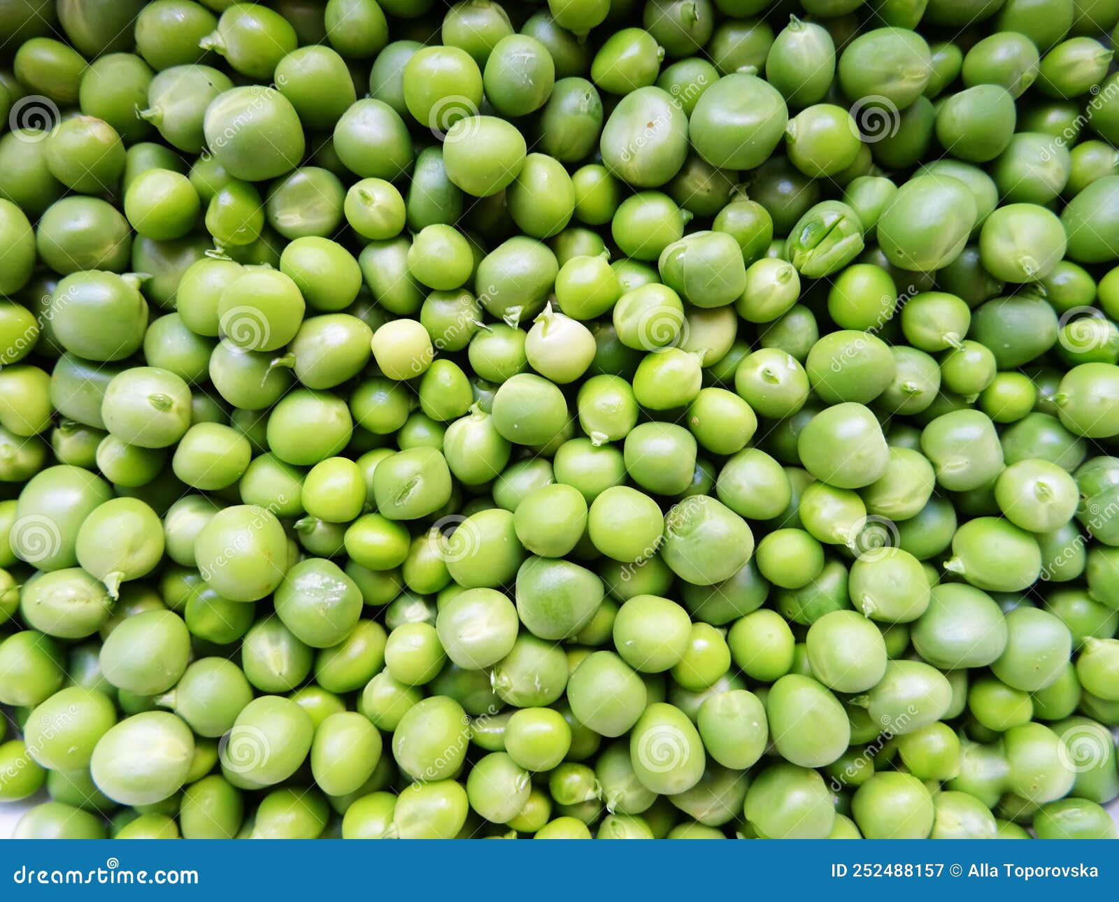 Harvested Fresh Green Peas for Cooking Stock Image Image of legume