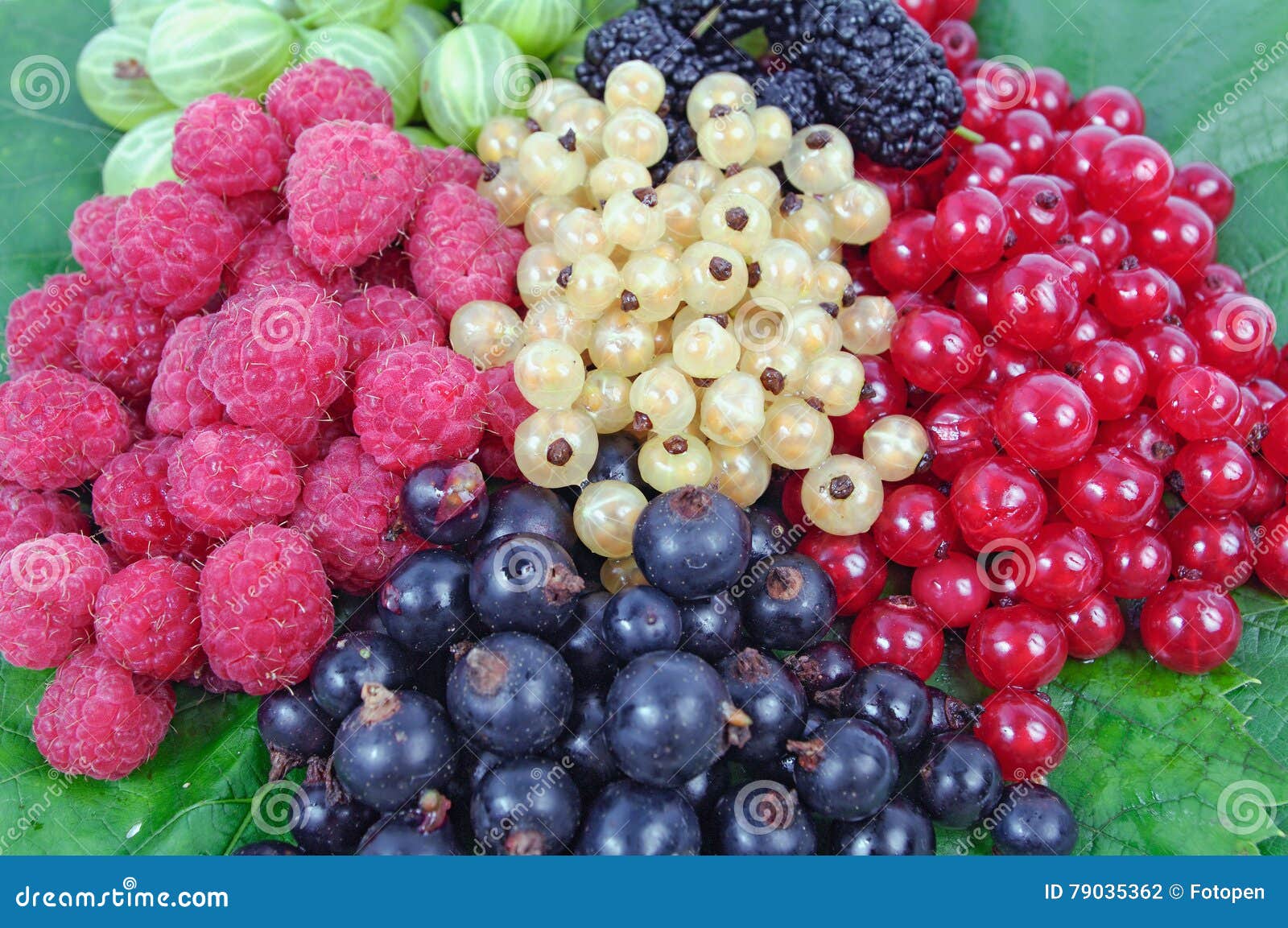 Harvested Fresh Raspberry Blackberry Mulberry Gooseberry Stock