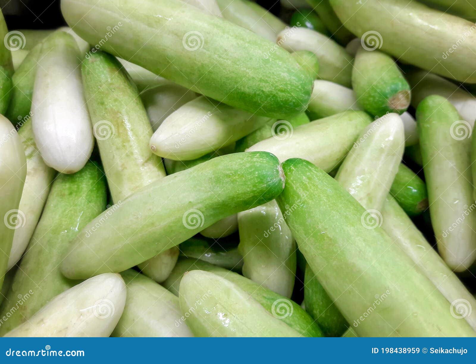 Harvested Fresh Small Cucumber in the Market Stock Image Image of
