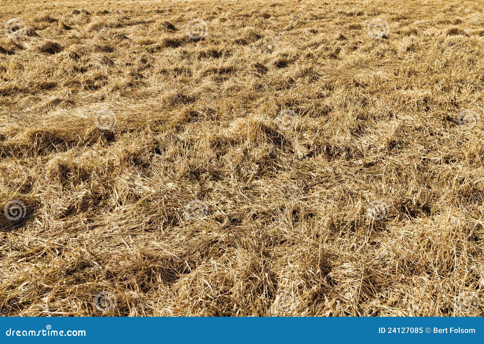 Harvested hay field stock image. Image of rural, wavy 24127085