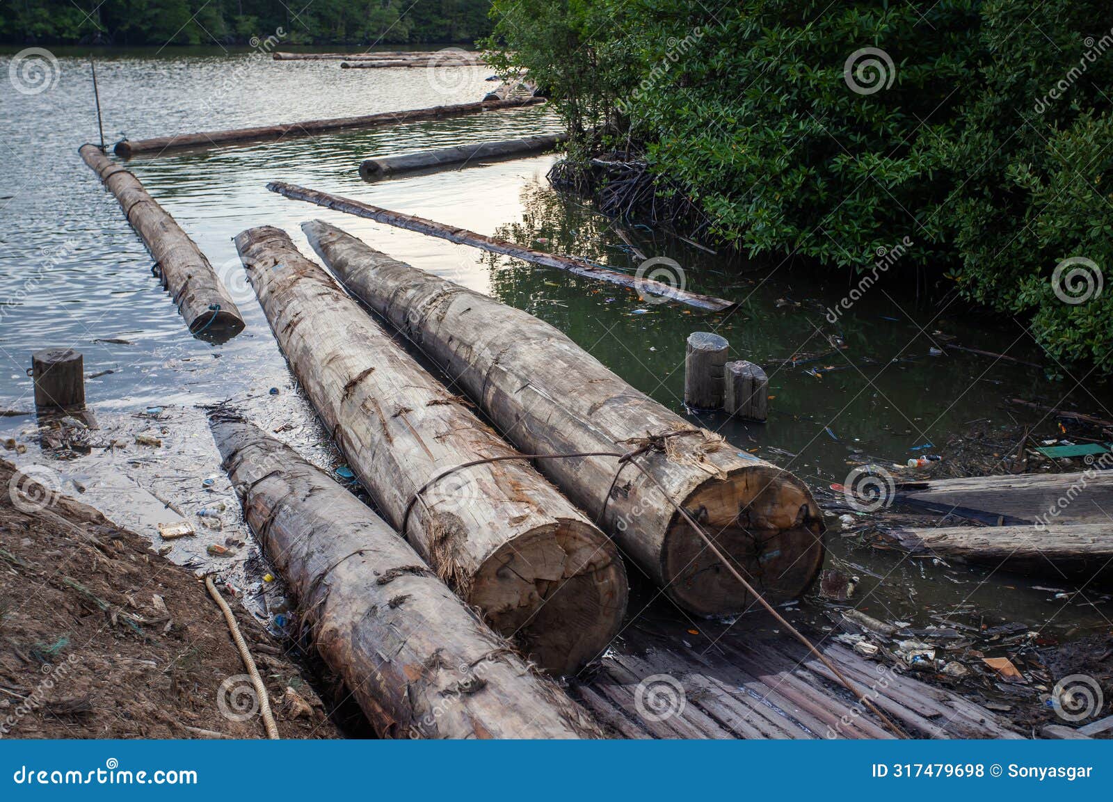 the harvested logs from the forest are sent via river to a cutting factory in balikpapan, east kalimantan indonesia