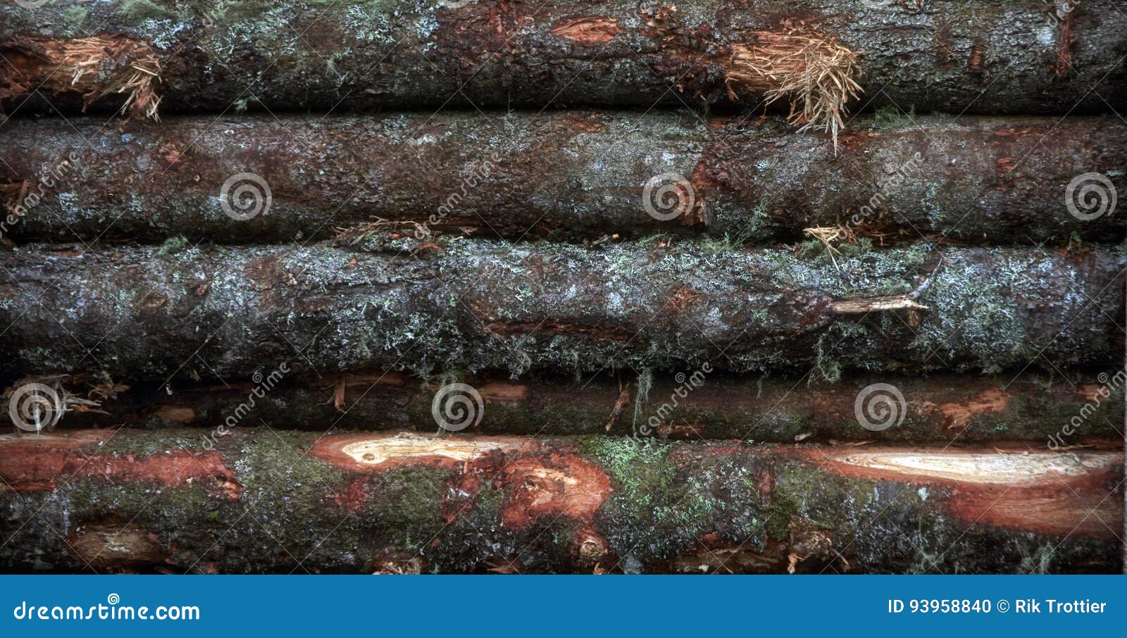 Harvested Logs stock photo. Image of stack, lumber, logs 93958840
