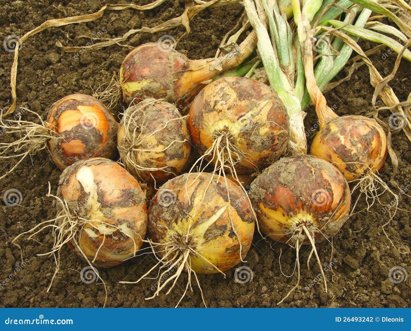 Harvested onions stock photo. Image of dirt, onion, nature 26493242