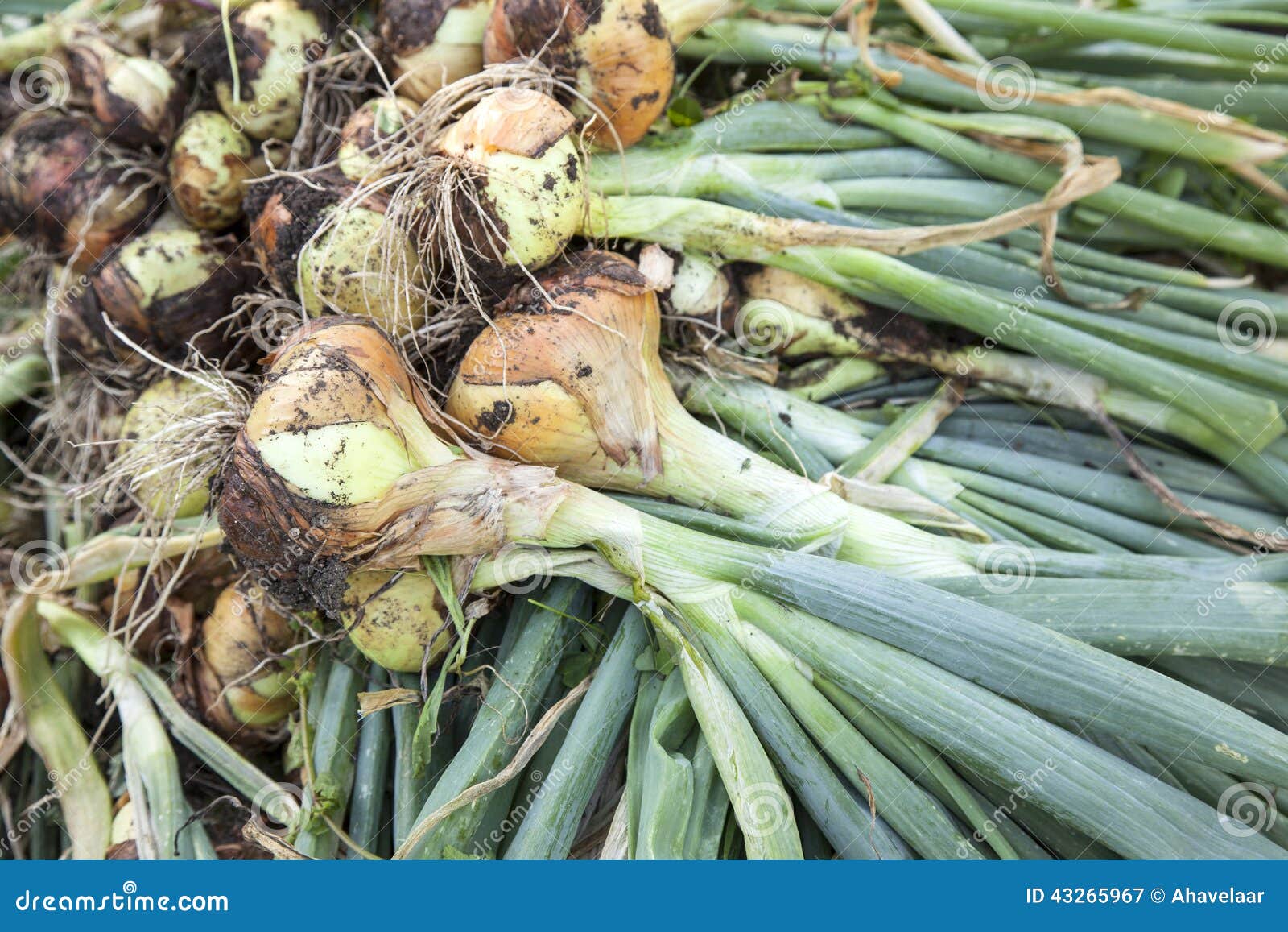 Harvested onions drying stock image. Image of farm, bundle 43265967