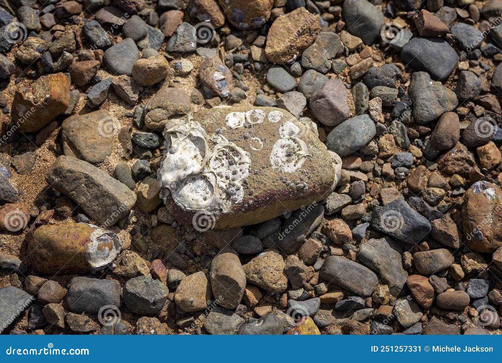 Harvested Oyster Rock stock image. Image of gravel, material 251257331