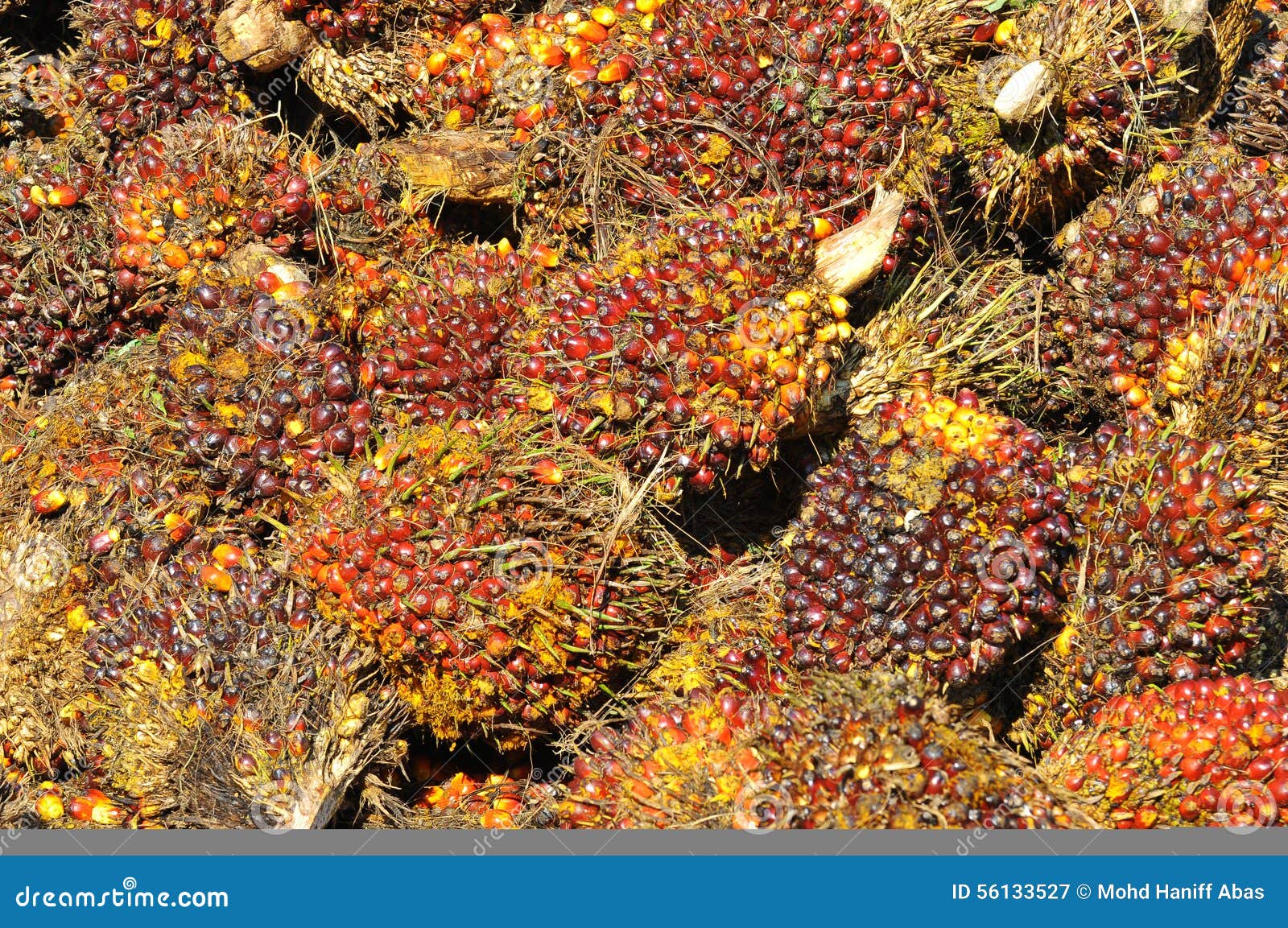 Harvested Palm Oil Fruit Bunch Stock Image Image of fresh, bunch