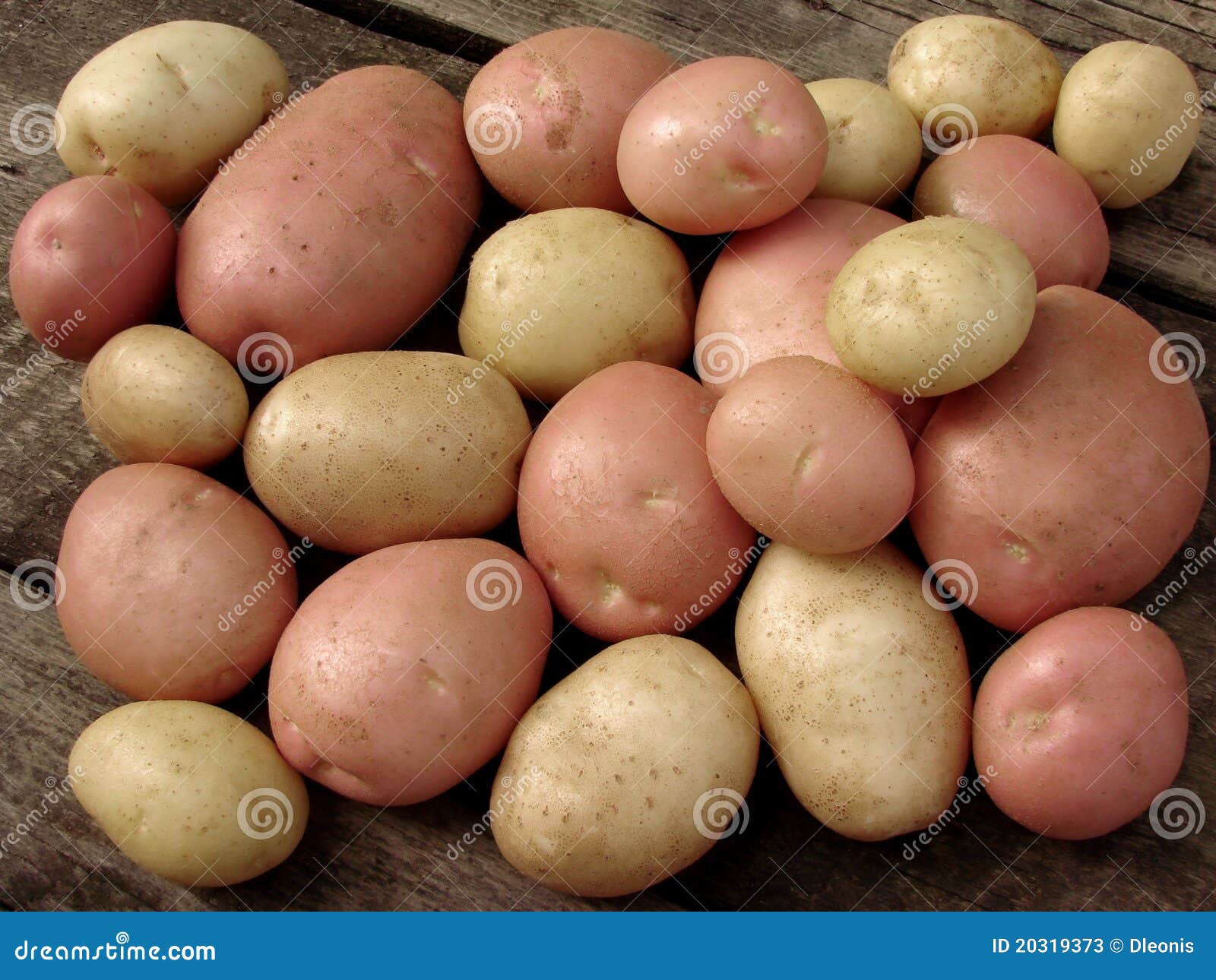 harvested potato tubers