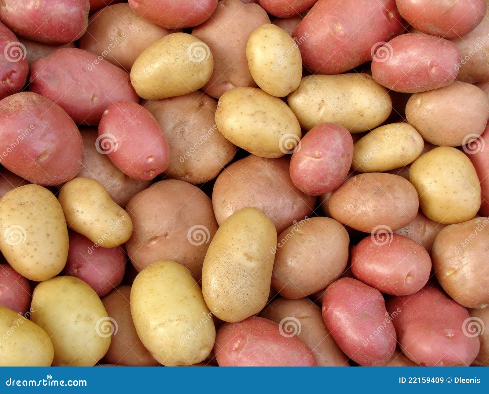harvested potato tubers