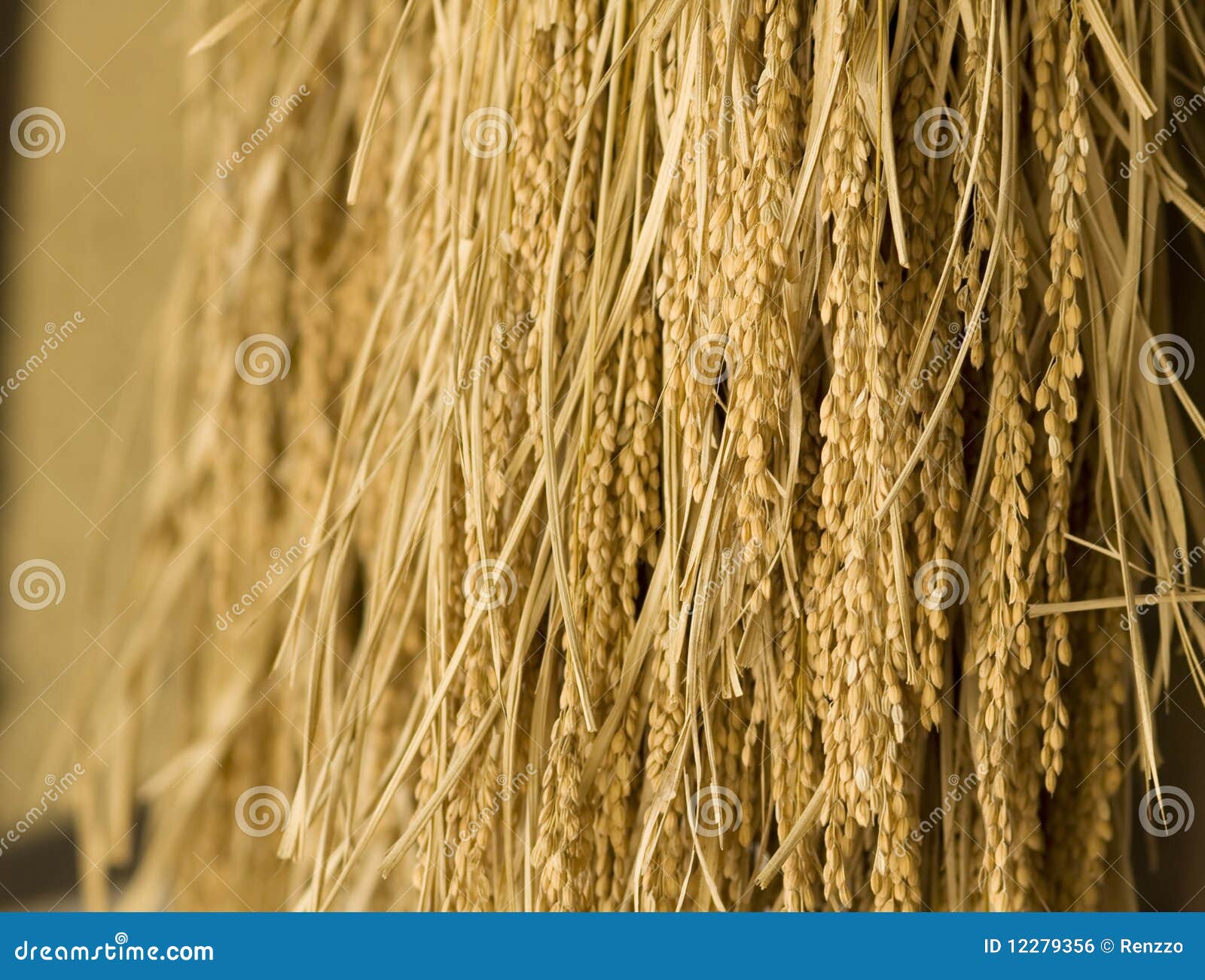 Harvested Rice Being Dried. Stock Photo Image of agricultural, farm