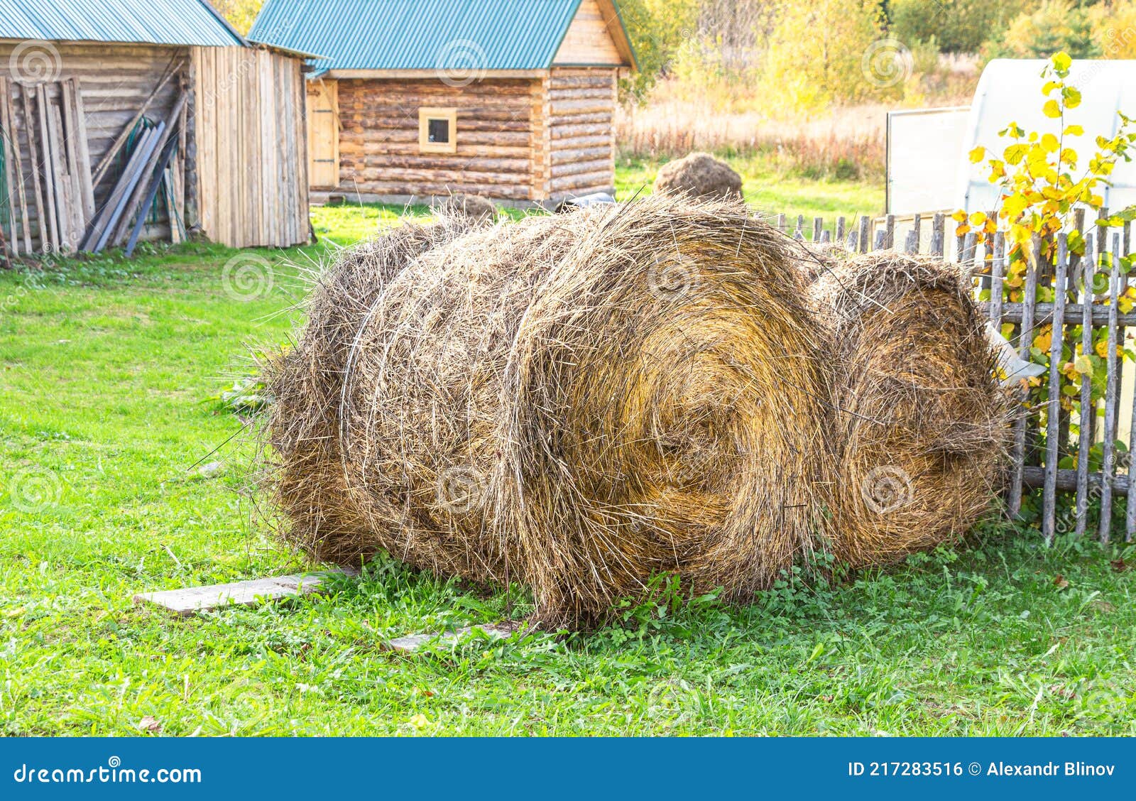 Harvested Round Bales of Hay for Cattle Stock Photo - Image of fodder ...