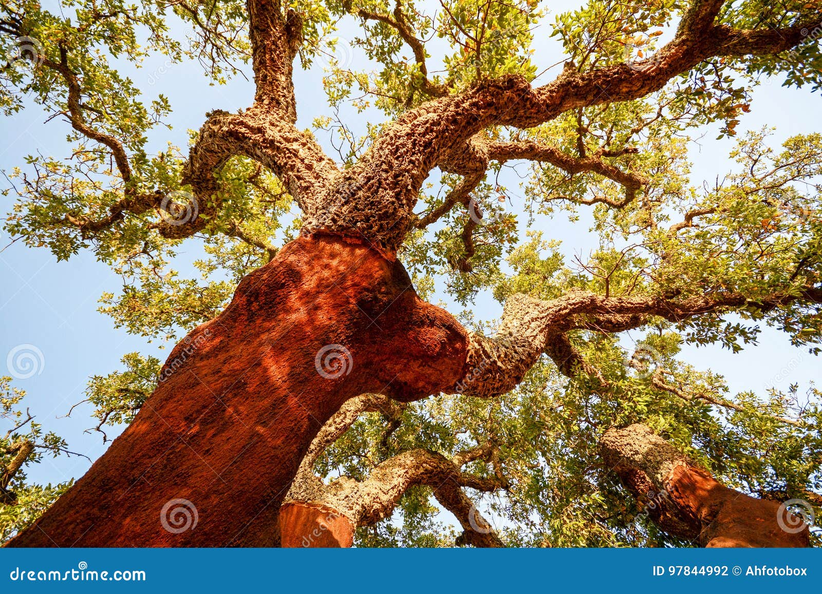 harvested trunk of an old cork oak tree quercus suber in evening sun, alentejo portugal