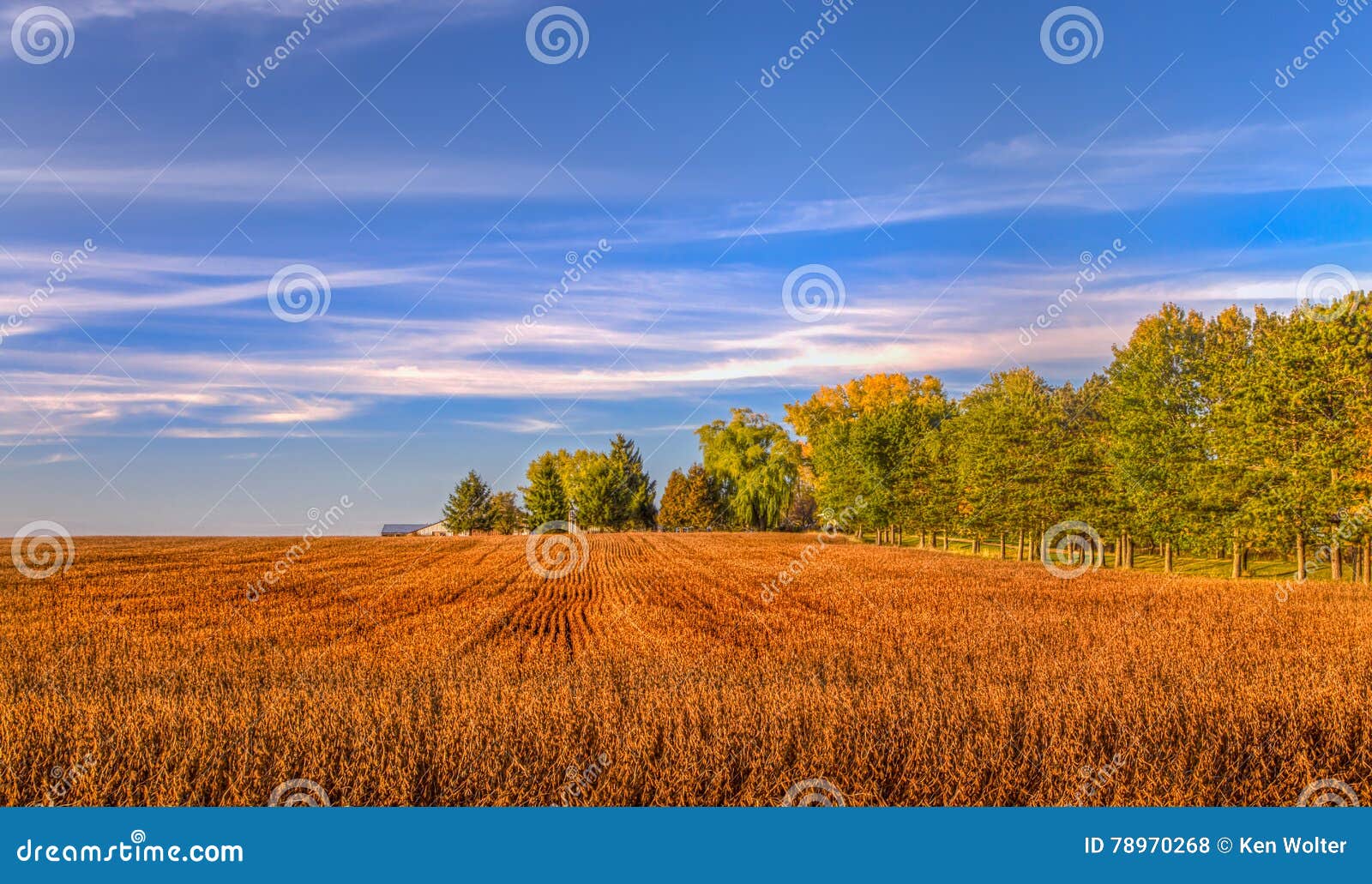 harvested wheat field in indian summer