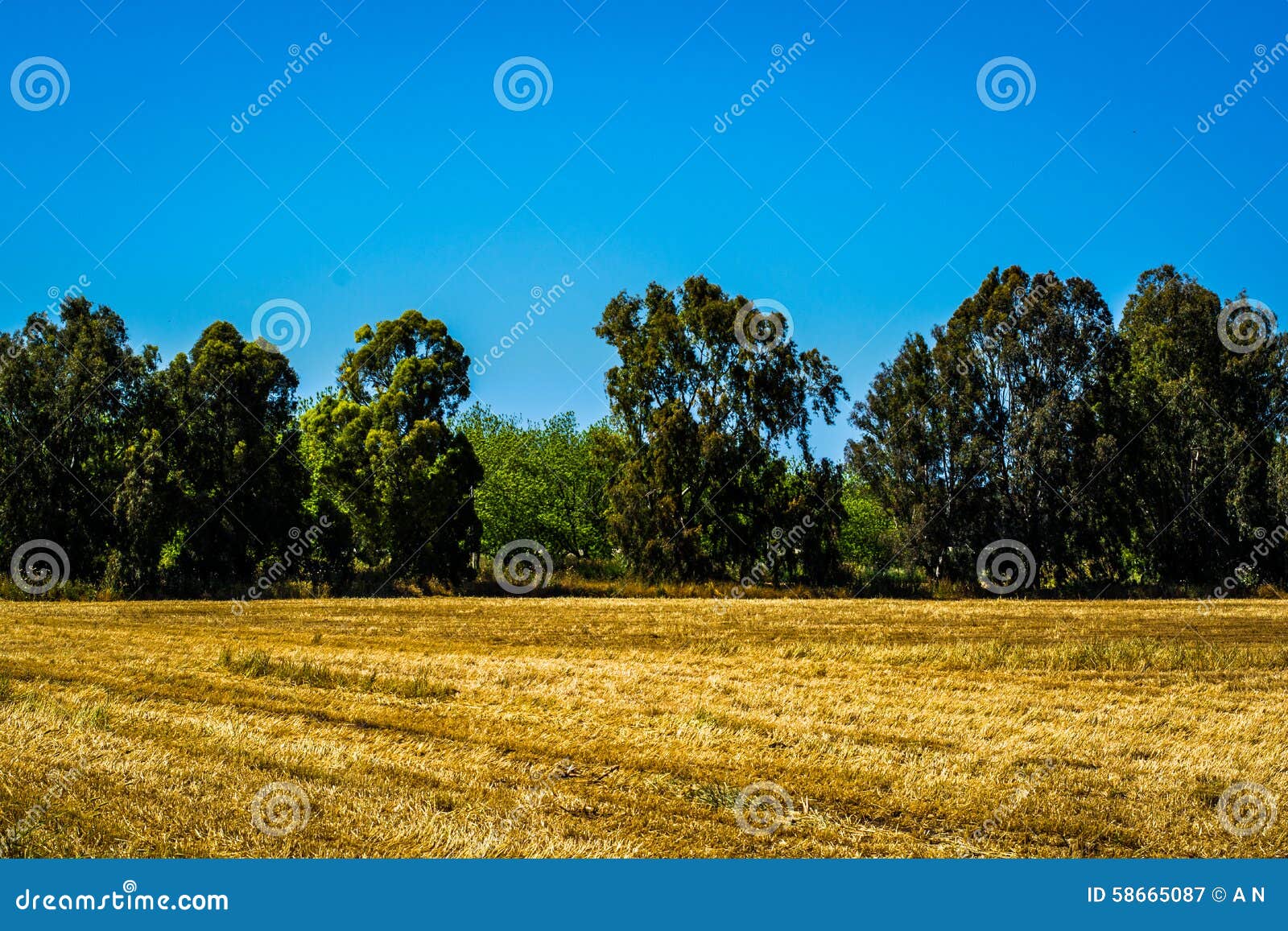 Harvested Wheat Field Next To a Forest Stock Image - Image of field ...