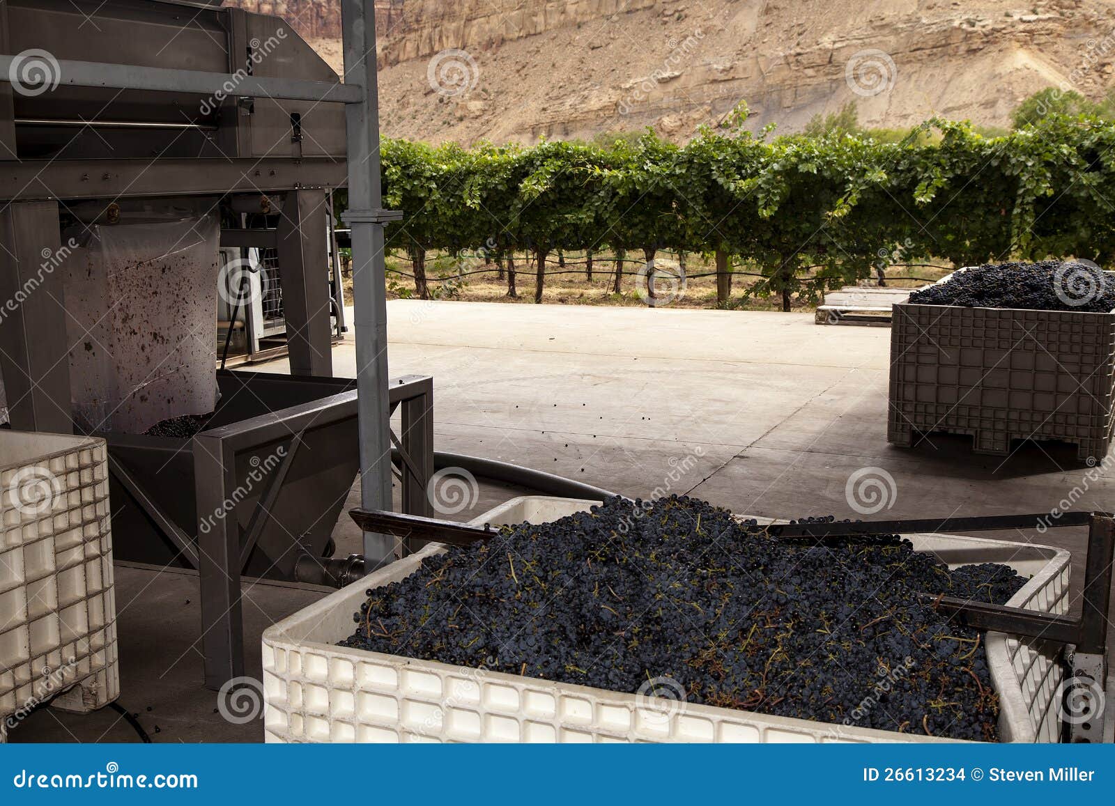 Harvested Wine Grapes stock photo. Image of crusher, grapes 26613234