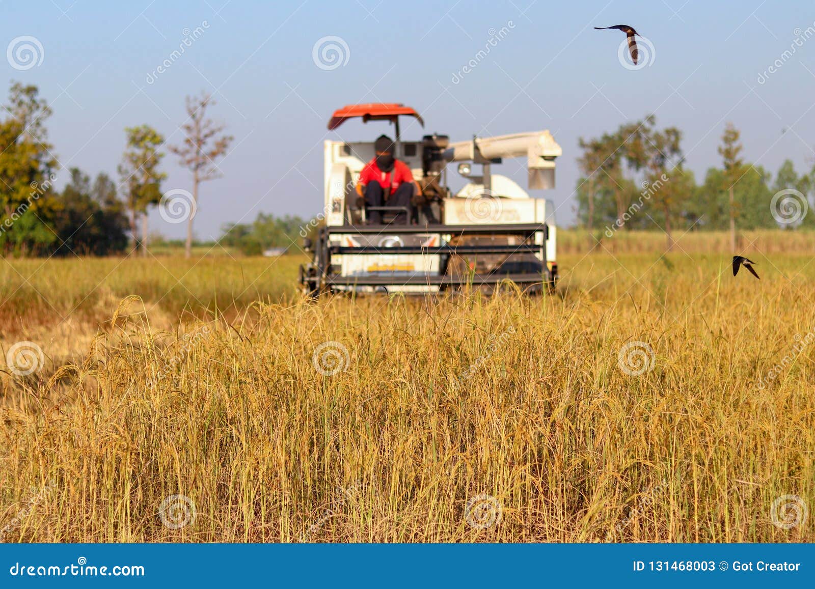 Harvester Agriculture Machine and Harvesting in Rice Field Working
