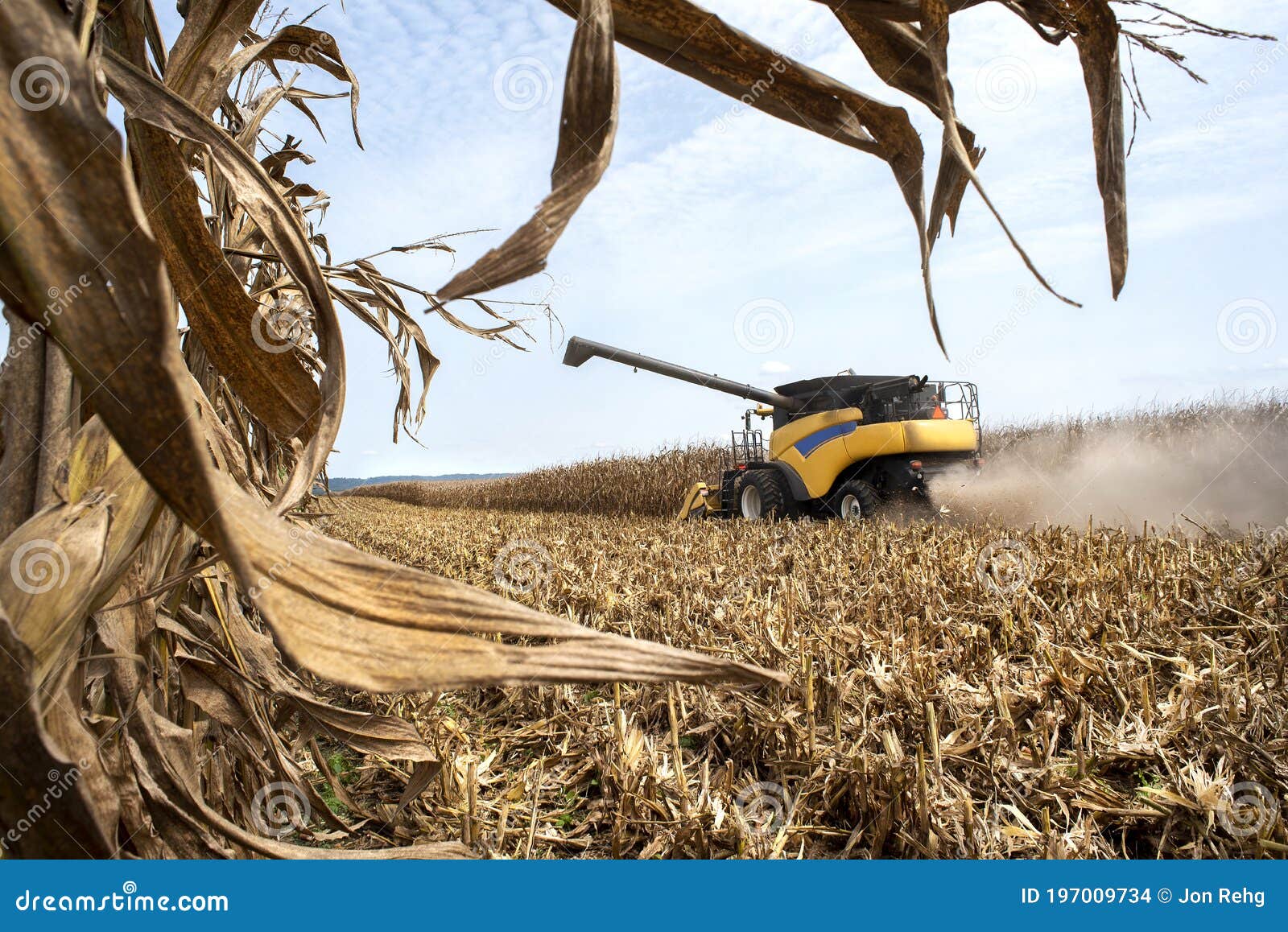 Harvester Combine Harvesting Corn in Farm Corn Field Stock Photo