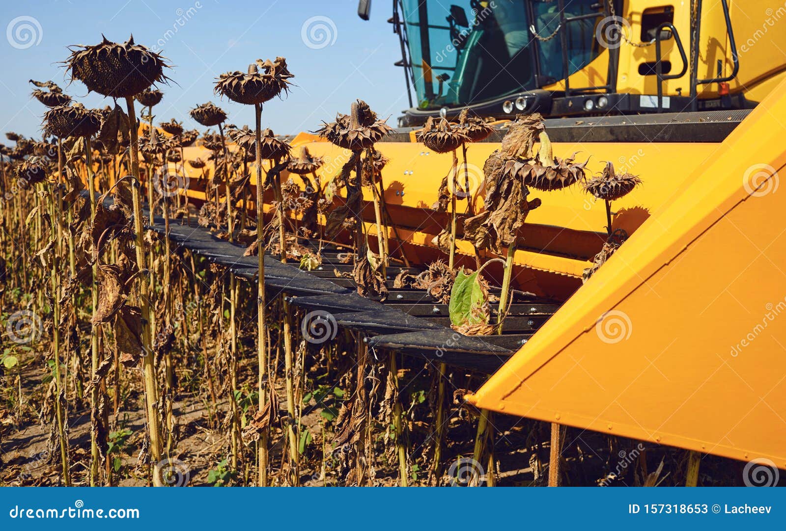 Harvester Sunflower.Harvesting Sunflower in a Field by a Combine Harvester Stock Image Image