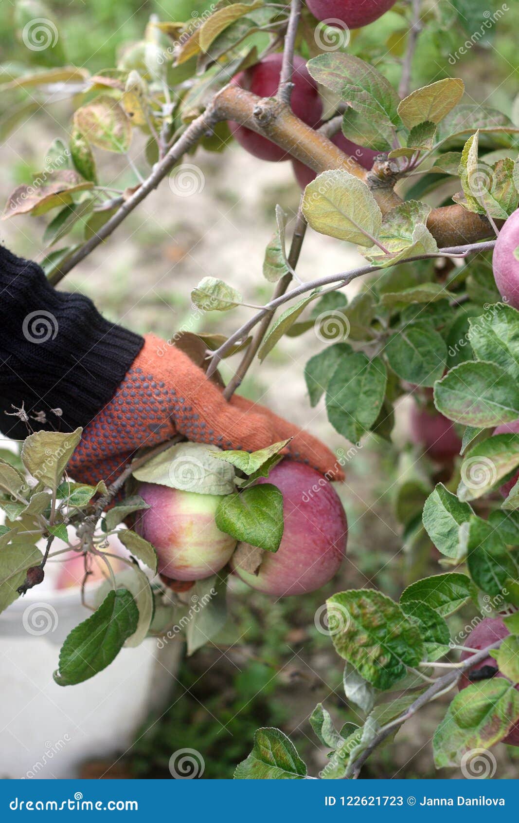 Harvesting of Apples in the Orchard. Hands Pull Apples from Branches