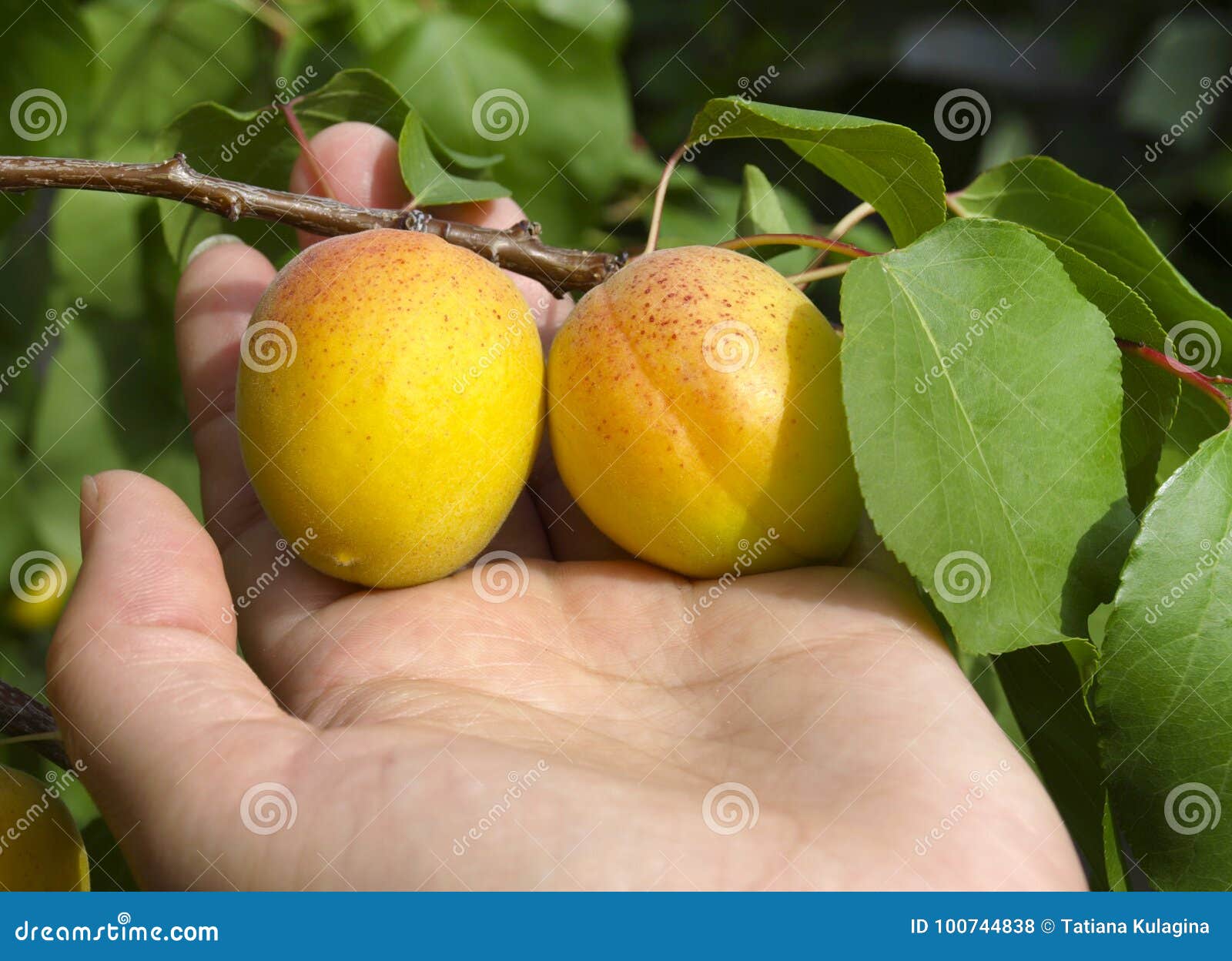 Apricots stock photo. Image of closeup, fresh, giving 100744838
