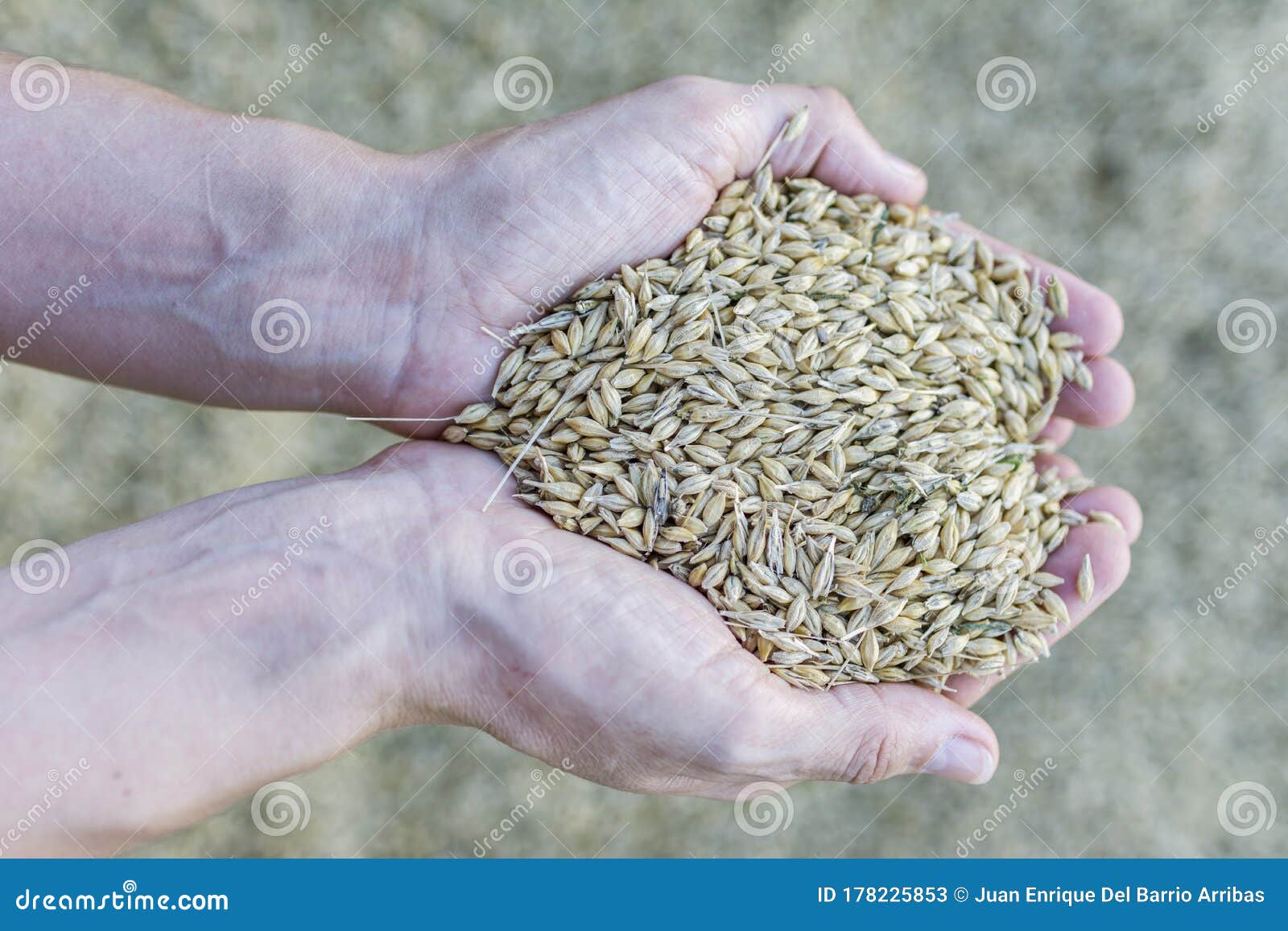 Harvesting Barley in the Hands of a Woman Stock Image Image of bean