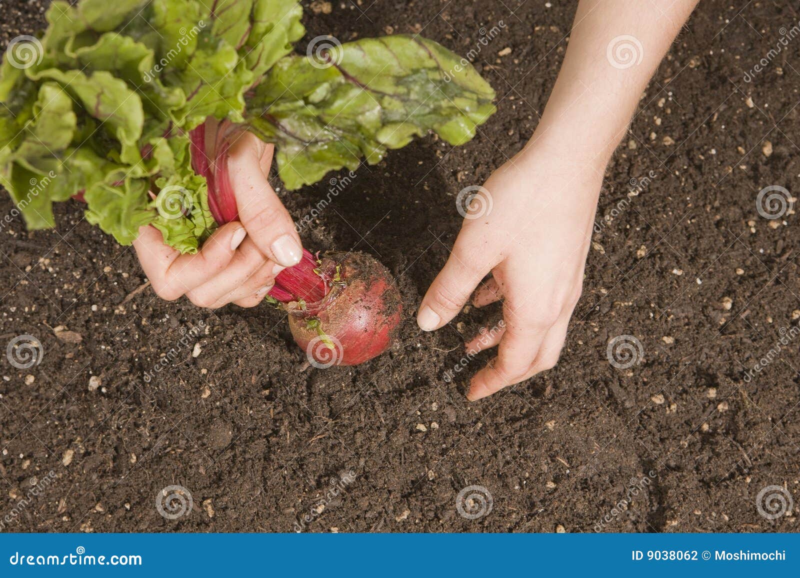 Harvesting Beets stock photo. Image of cultivated, greens 9038062
