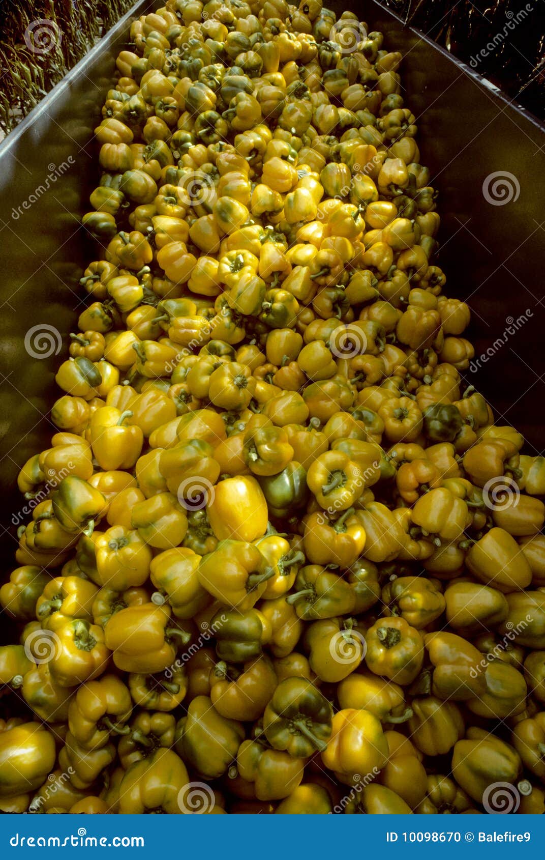 Harvesting Bin of Yellow Bell Peppers Stock Photo Image of bell