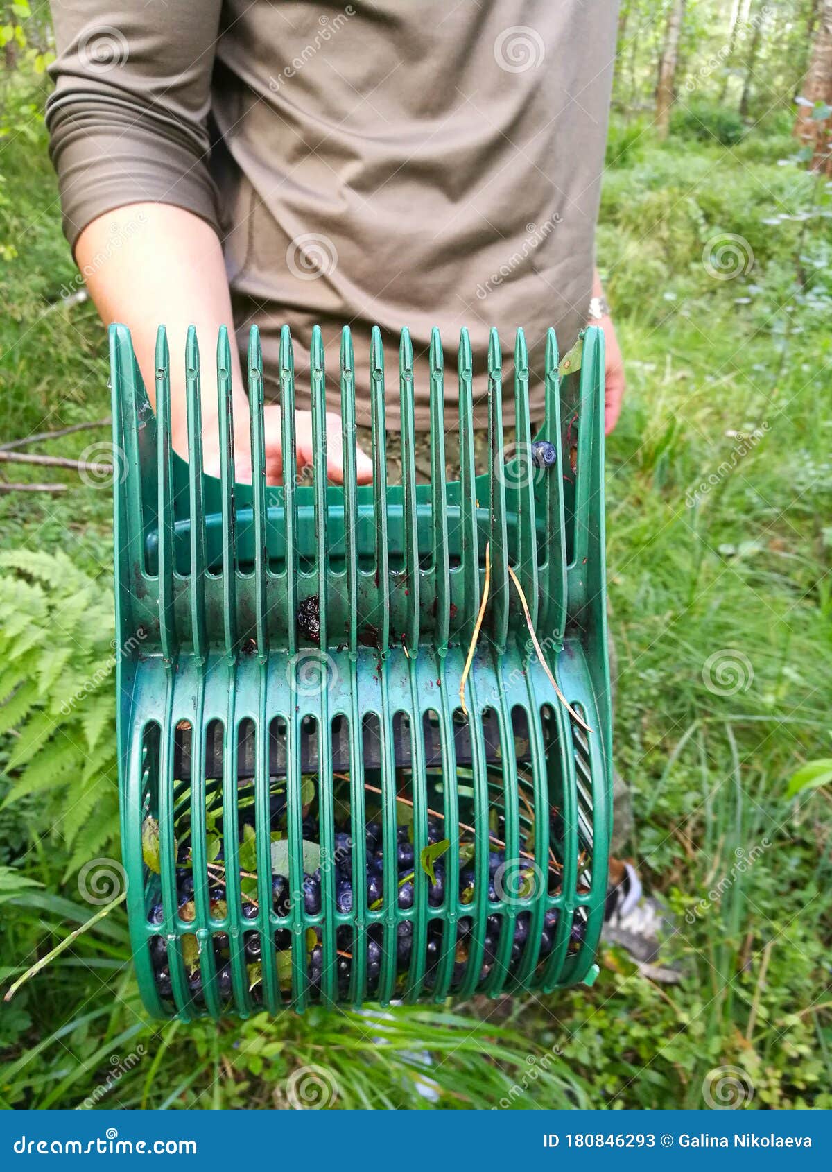 Harvesting Blueberries in the Forest with Handheld Harvester Stock
