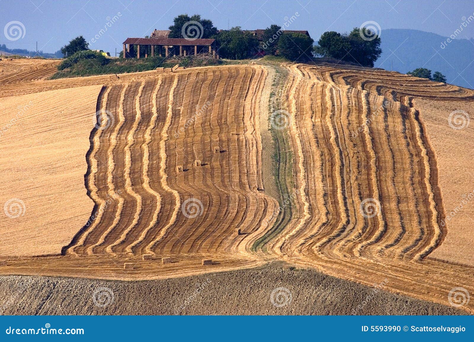 harvesting in calvignano italy