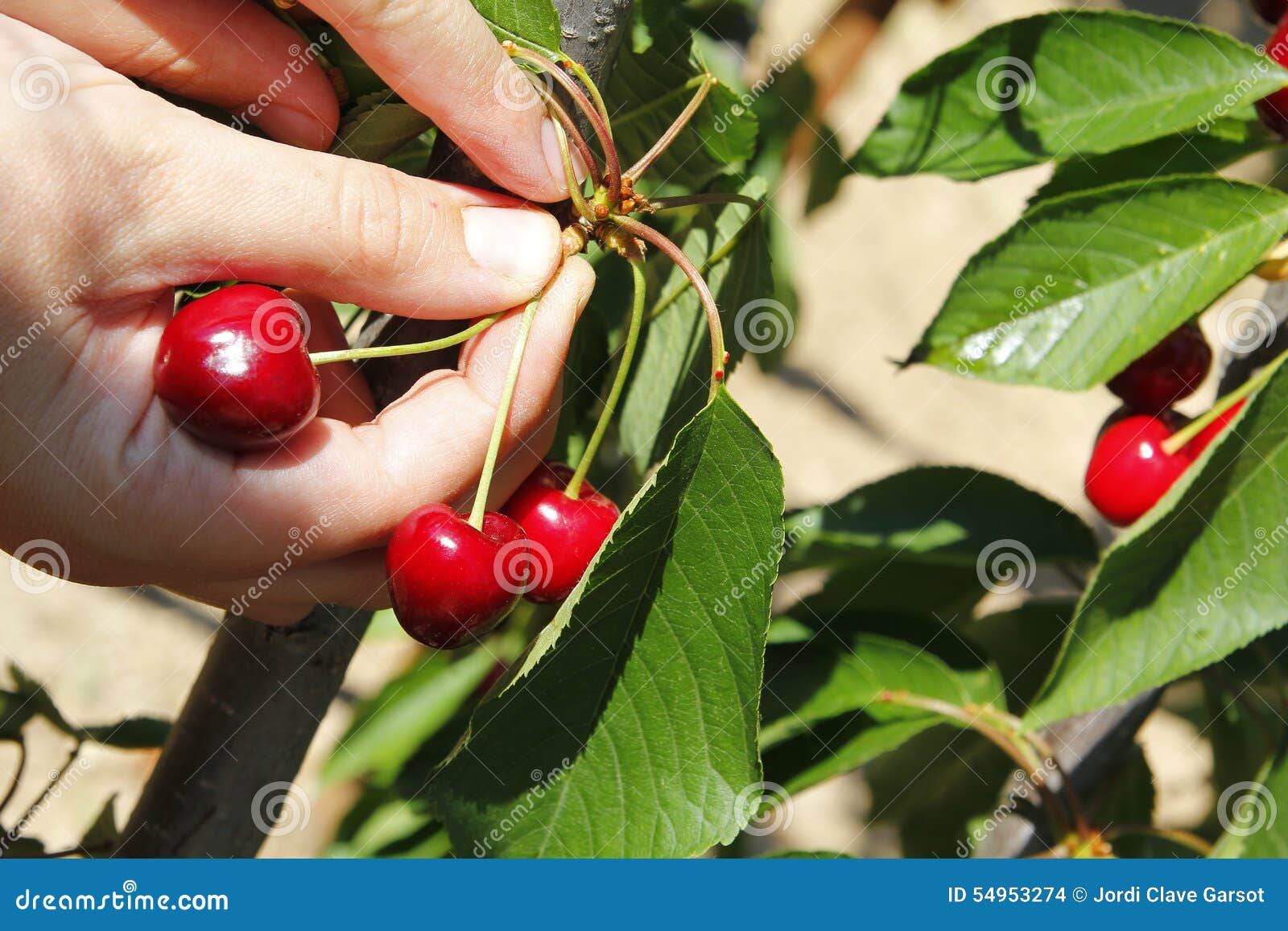 Harvesting cherries stock photo. Image of fresh, harvest 54953274