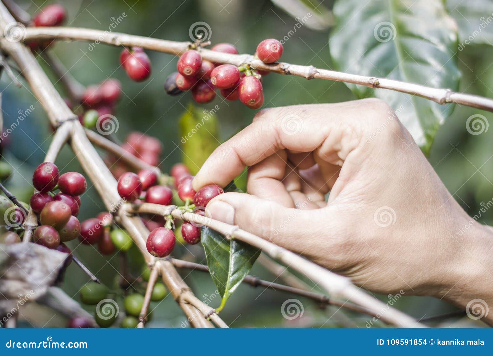 Harvesting coffee beans stock photo. Image of finger 109591854