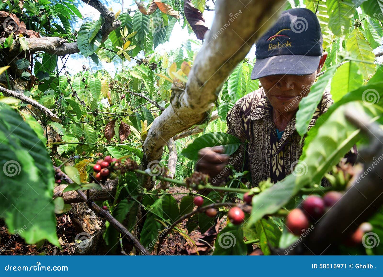 COFFEE CULTIVATION IN GUATEMALA LABORERS PICKING HARVESTING COFFEE PLANTATION 