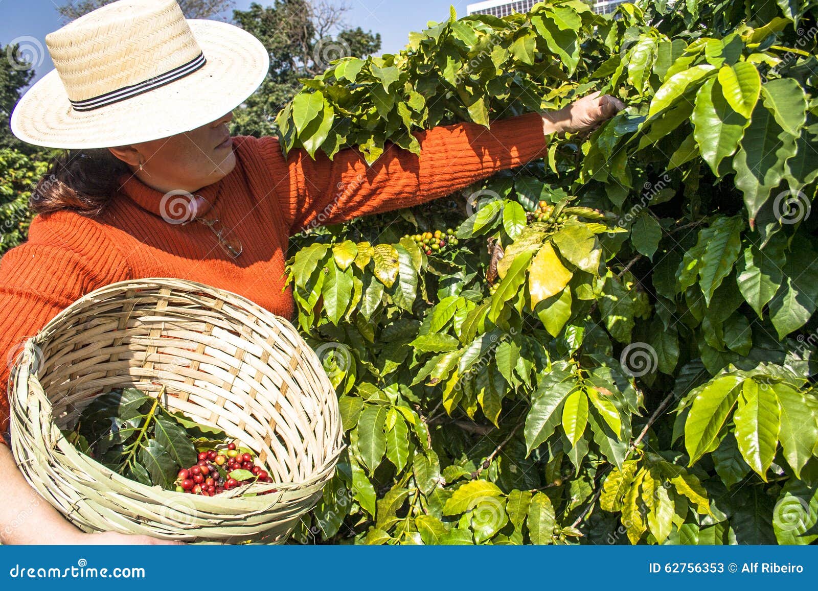 Harvesting coffee editorial stock photo. Image of farm 62756353