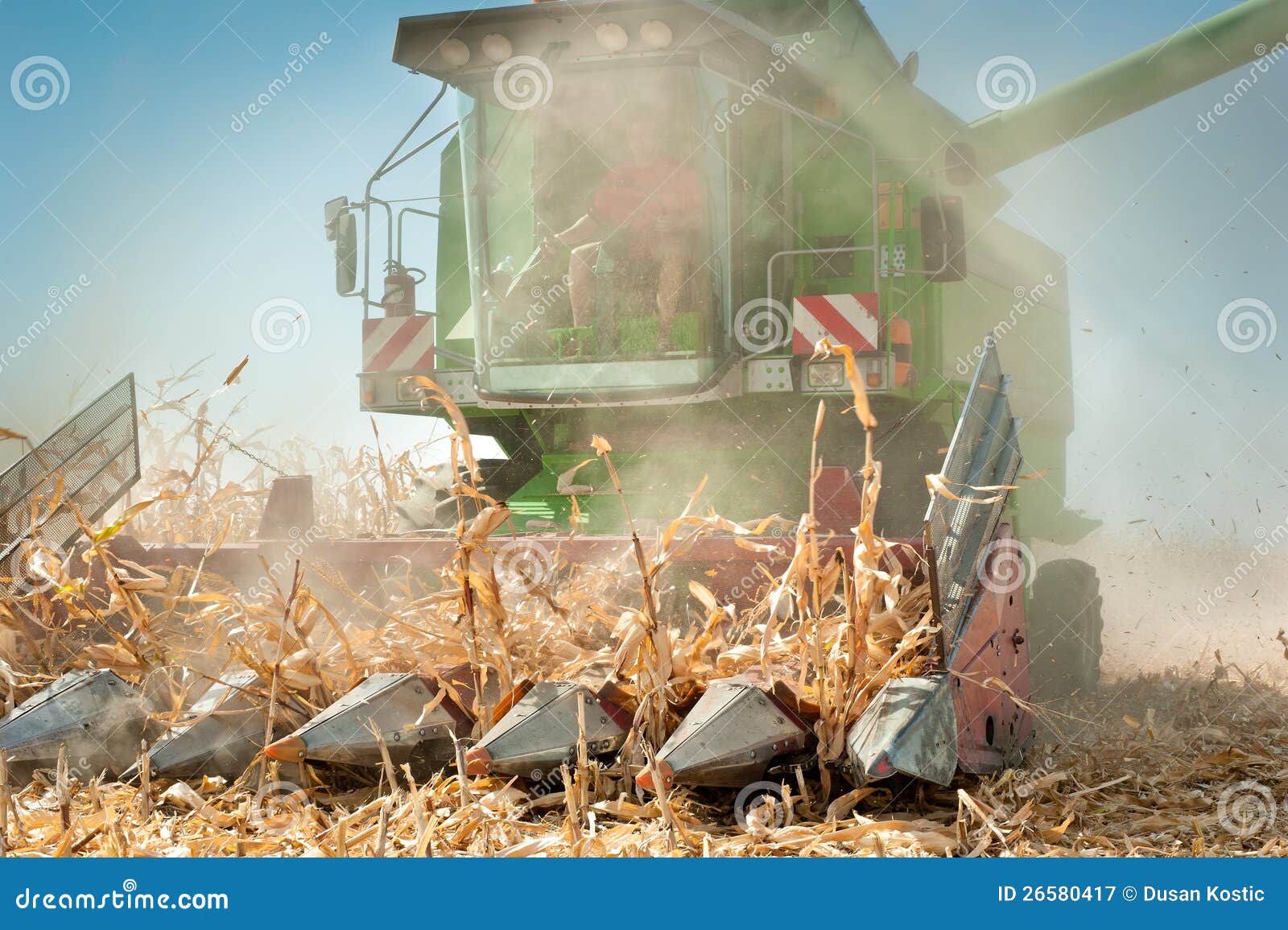 Harvesting corn stock image. Image of stubble, plant 26580417