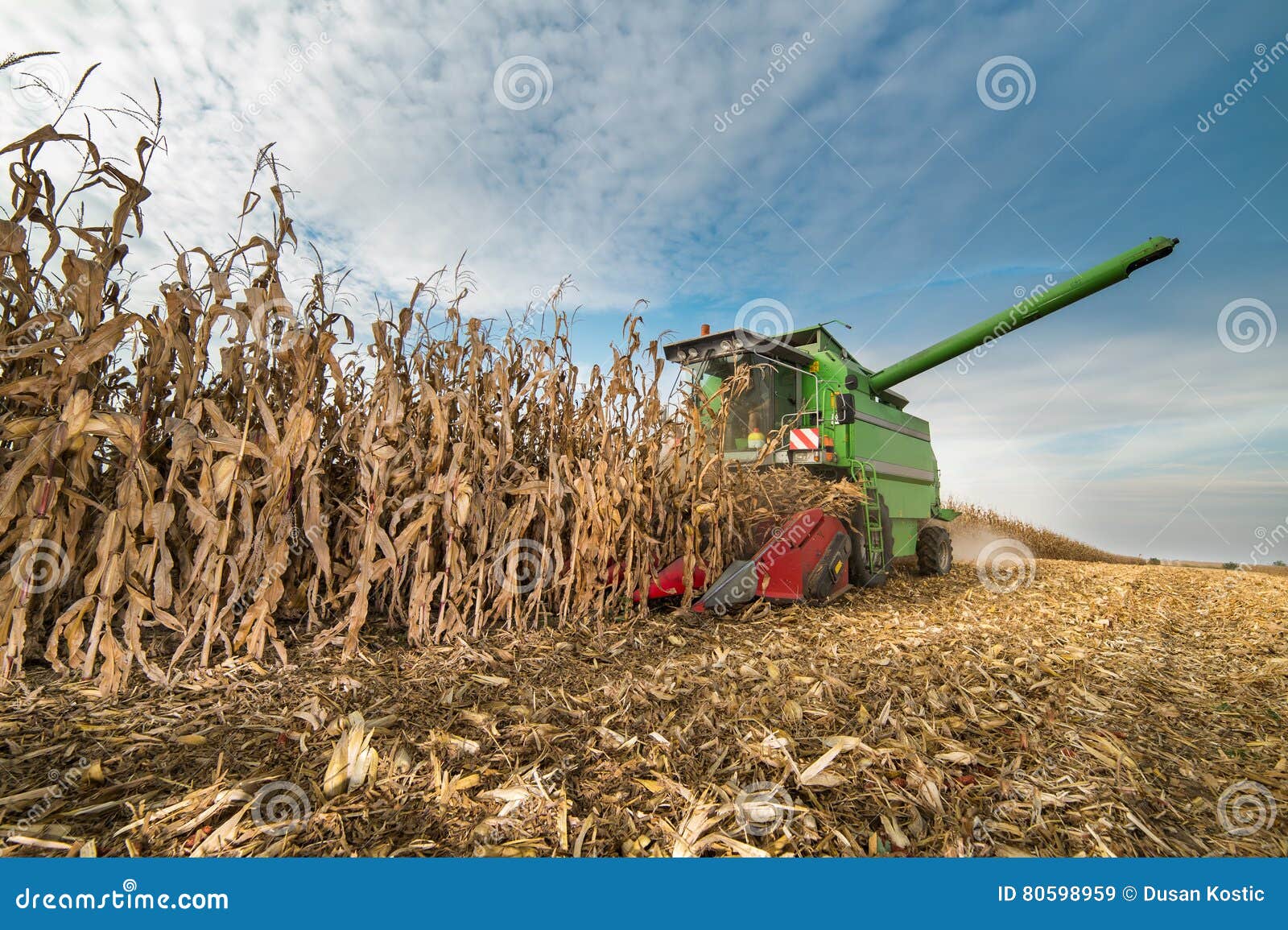 harvesting of corn field with combine